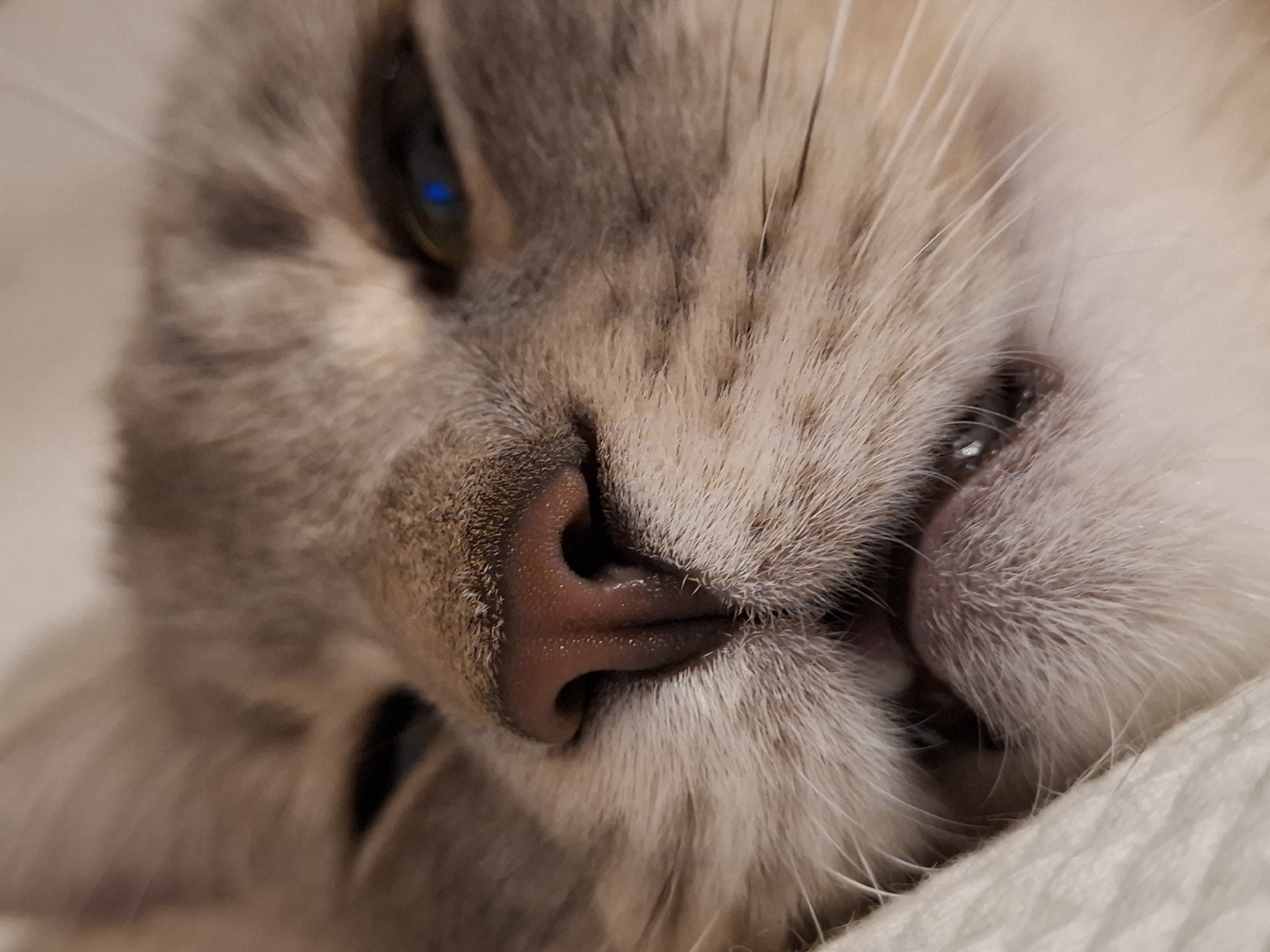 This is a close-up, low-angle photograph of a cat's face. The cat's eyes are partially closed, and its mouth is slightly open, revealing a pink tongue. The cat has light brown and grey fur, with darker tabby markings on its face. The background is out of focus and appears to be a soft, light-colored surface. There are no people or other discernible objects in the image. This image was taken in Zemun Urban Municipality, Serbia.