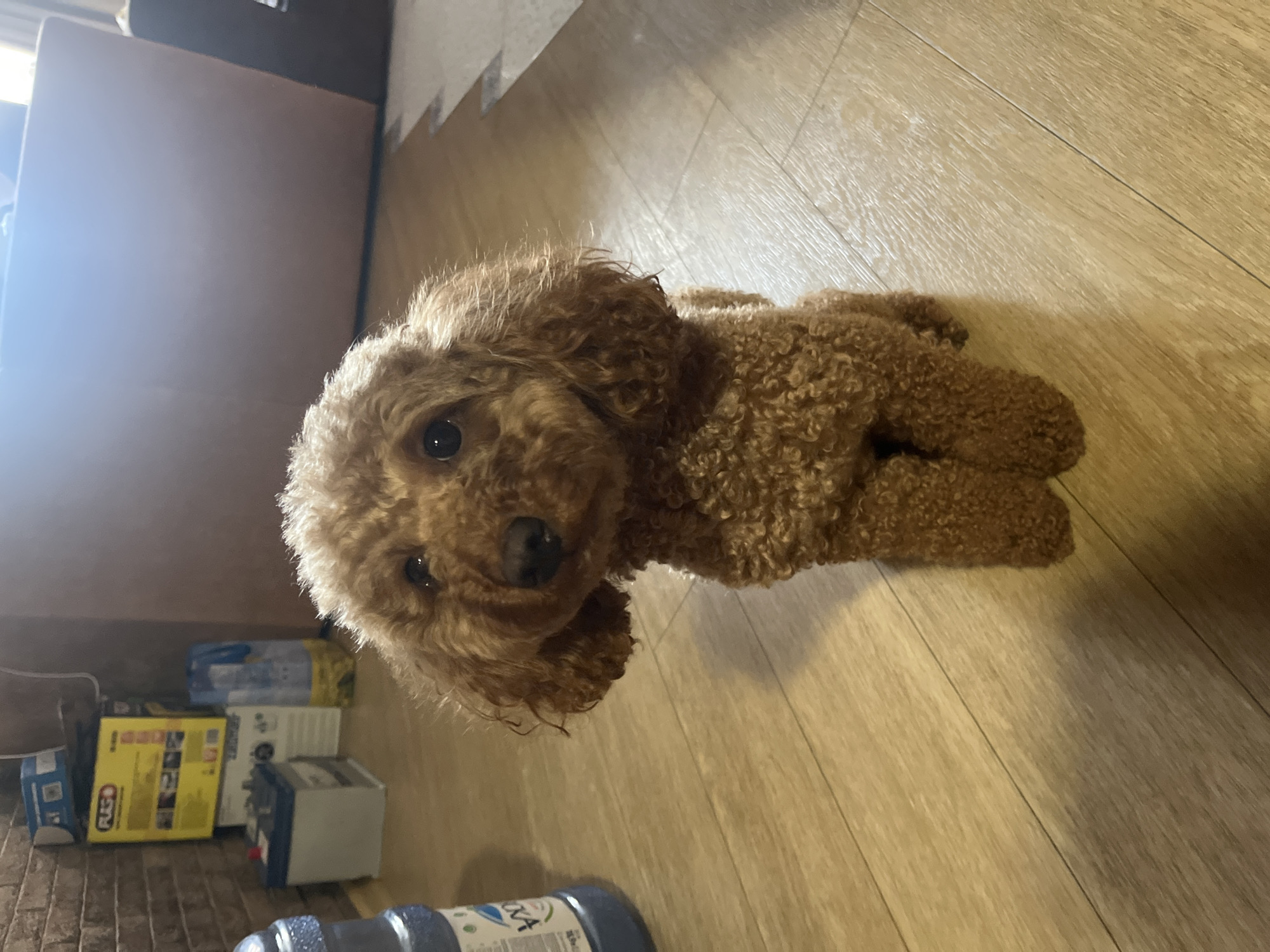 A toy poodle with curly brown fur is lying on a wooden floor. The dog is looking directly at the camera with its dark eyes and a curious expression. Its fur is slightly damp, suggesting it may have recently been bathed or is in a humid environment. The background shows a cluttered area with various objects, including cardboard boxes, bottles, and what appears to be cleaning supplies. One box is bright yellow with text that reads "RAZOR". Another box has blue and white packaging. The lighting suggests it is daytime, possibly indoors with artificial lighting as well. The floor appears to be laminate or hardwood. The overall scene is casual and domestic, possibly a home or a storage area. No people are visible in the image.
