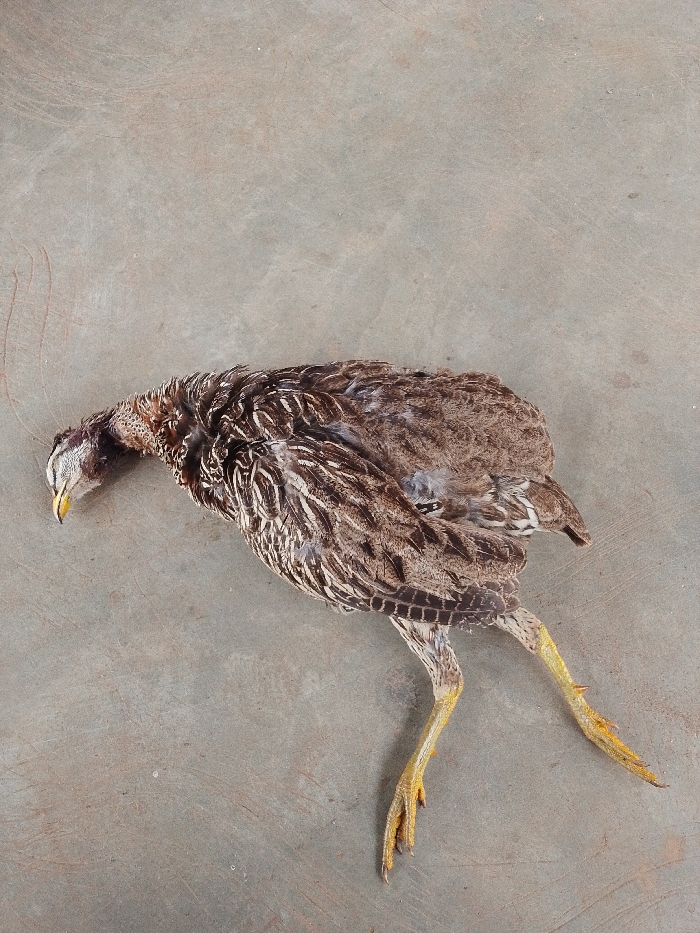 A deceased fowl is depicted lying on a light grey concrete surface in Igbo Ijaiye, Nigeria. The bird exhibits mottled brown and white plumage with ruffled feathers. Its head is bent downwards, revealing a yellow beak. The body appears somewhat deflated. Two yellow, scaled legs with visible claws are extended. The bird is oriented horizontally on its left side, with its head angled towards the lower-left of the frame. The background consists solely of the textured concrete surface.