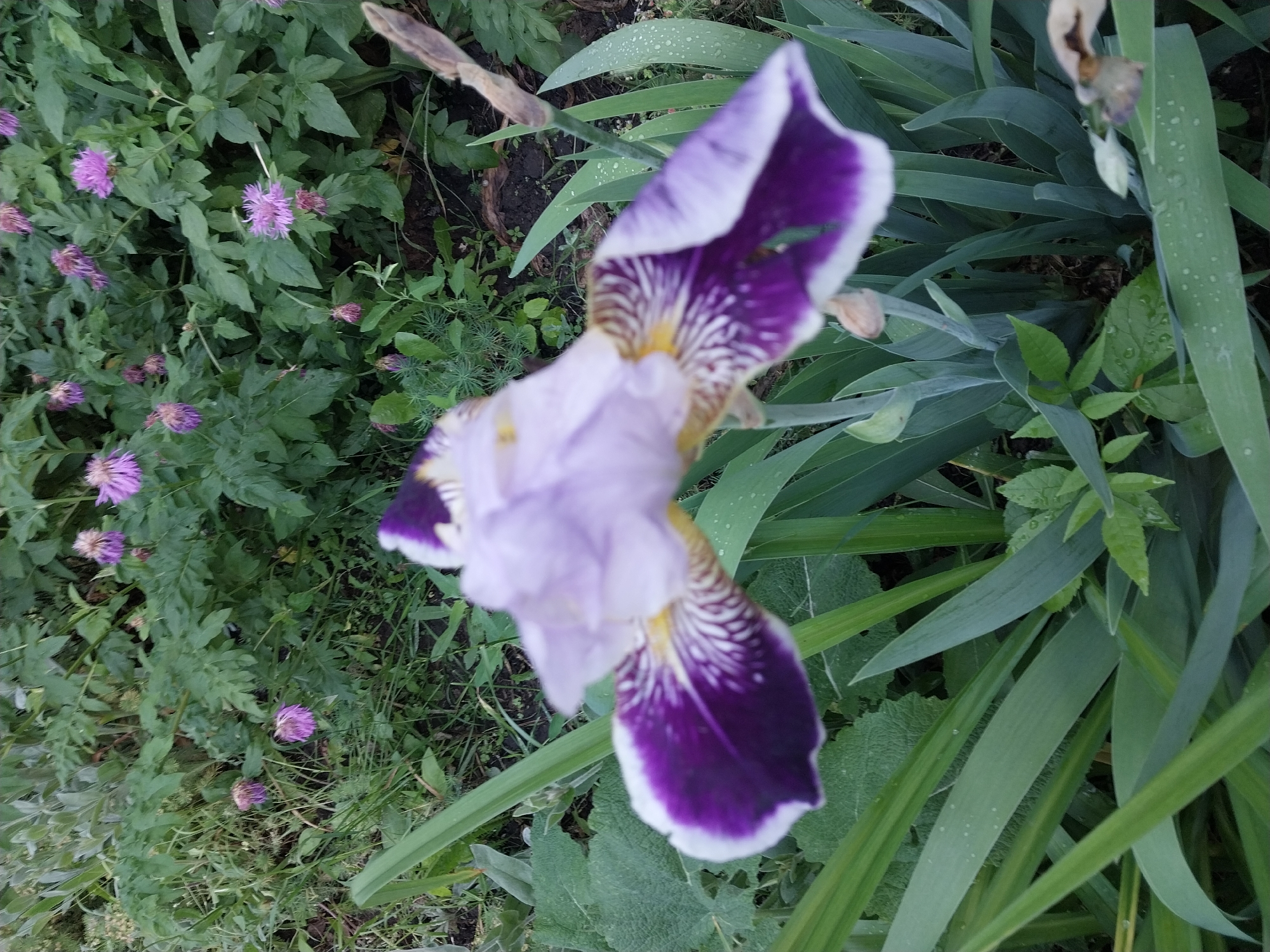 A close-up, high-angle shot shows a vibrant purple and white iris flower in the foreground. The iris is in full bloom, with its petals unfurled and detailed striations visible. Behind the iris, a bed of green foliage and smaller, fuzzy purple flowers can be seen, suggesting a garden setting. The image appears to be taken after a rainfall, as small water droplets are visible on the leaves and petals. The background is softly blurred, emphasizing the sharp focus on the iris. No people or man-made structures are visible in the image. Based on the commonality of irises and garden settings, and the presence of these specific floral types, the location could be a garden in Dnipro, Ukraine, such as in the Dnipro Botanical Garden or a private garden.