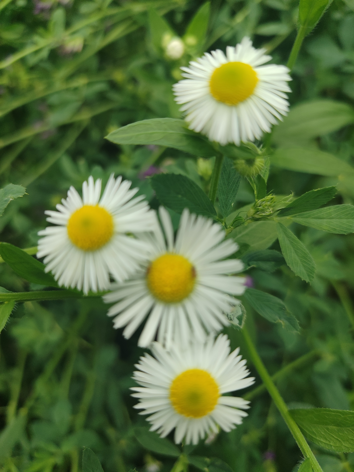 Four white daisy-like flowers with yellow centers are in focus against a blurred green background of leaves and stems. The flowers are arranged vertically, with the top flower being the smallest and slightly out of focus, and the bottom flower being the largest and most in focus. The scene appears to be outdoors in a natural setting, likely a garden or field in Жаңы-Абад, Kyrgyzstan. There are no people or discernible actions in the image.