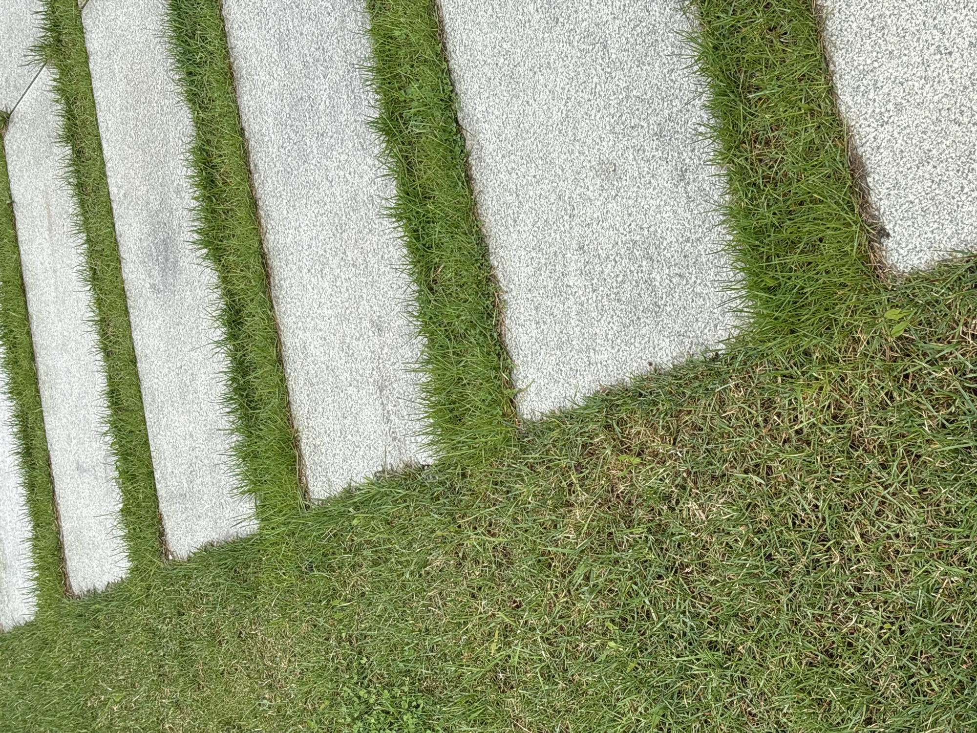 The image shows a pathway made of rectangular, light gray stone slabs with grass growing in the spaces between the slabs and to the right of the path. The slabs are aligned to form a walkway. The grass is green and appears to be well-maintained. The photo is taken from a high angle, looking down at the path and grass. The scene does not contain any people, animals, or identifiable landmarks. The location is unknown.