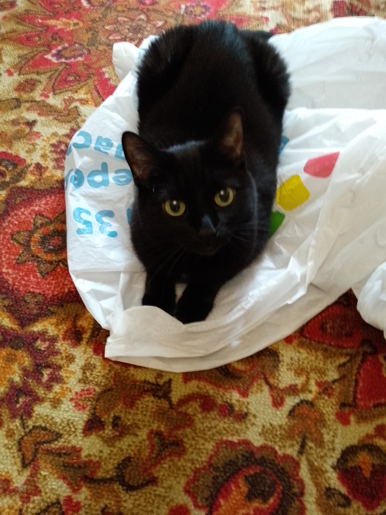 A black cat with yellow eyes is nestled in a crumpled white plastic bag on a patterned rug. The rug has a repeating floral design in shades of red, orange, yellow, and brown. The plastic bag has blue lettering visible on its surface, with the numbers "35" and parts of words like "epo" and "ac" appearing. There are also small, colorful squares of what appear to be paper or plastic adhered to the inside of the bag: one red, one yellow, and one green. The cat is looking directly at the camera.