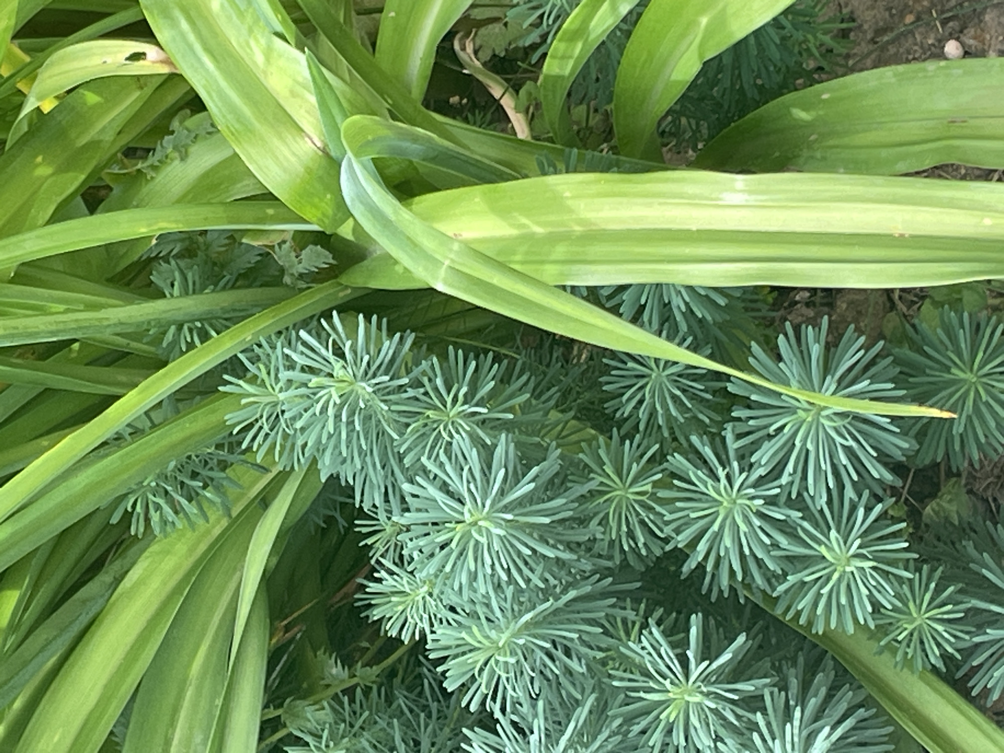 This is a close-up, eye-level, outdoor photograph taken in Krasnogorsk, Russia. The image showcases a dense arrangement of green foliage. On the left side, there are numerous small, needle-like leaves clustered in starburst patterns, giving a feathery appearance. These are a pale, bluish-green hue. To the right and behind these, larger, broad, strap-like green leaves dominate the frame. These larger leaves are a vibrant green and display distinct vertical striping of lighter green. The background is a dark, out-of-focus mix of soil and other greenery. There are no people or animals visible in the image, and no discernable actions are taking place. The overall impression is one of lush, natural plant growth in an outdoor setting.