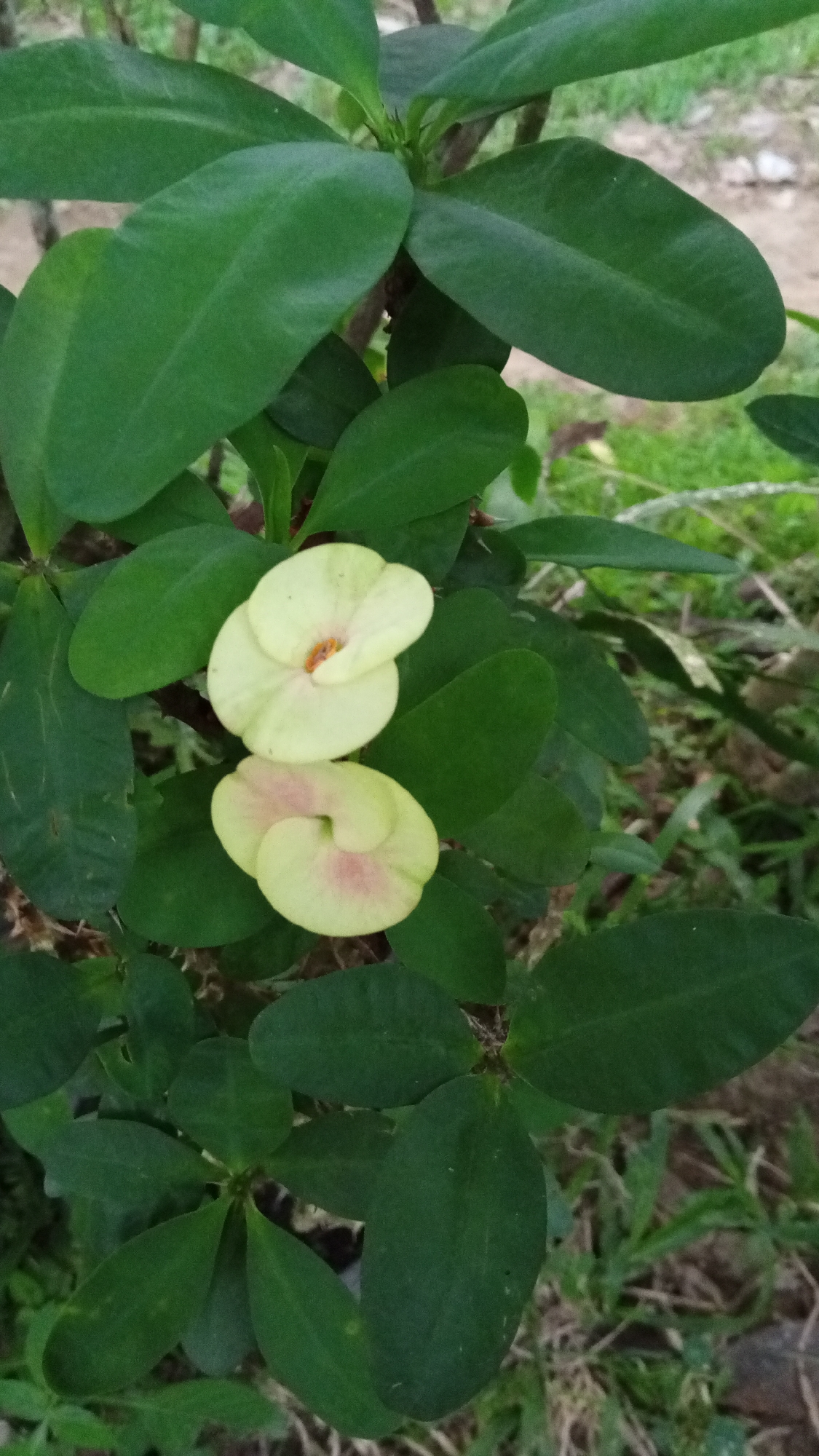 This media file features a close-up view of a flowering plant, likely a crown of thorns (Euphorbia milii), in its natural outdoor setting. The plant has lush, dark green ovate leaves and a stem that appears to have thorns, though they are not prominently displayed. Two pale yellow flowers with delicate pinkish blush marks are the focal point. Each flower has two distinct petal-like structures, and the center of the upper flower contains an orange stamen.
The background is blurred, suggesting a shallow depth of field, with hints of dry earth, green grass, and other foliage. The lighting appears to be natural daylight, possibly late morning or early afternoon given the absence of harsh shadows. The overall scene is tranquil and natural, with no people present. The setting can be inferred to be a garden or a naturalized area in Palohpanyang, Indonesia, given the provided location context. There is no visible text in the image.