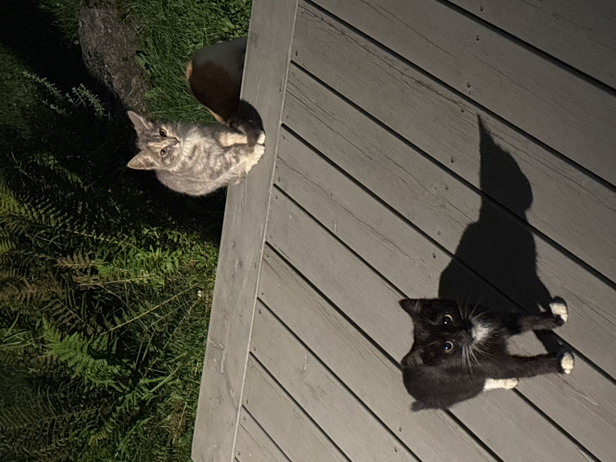 Two kittens are on a wooden deck outdoors at night. One kitten, a tabby, is sitting on the deck in the background, facing the camera. Another kitten, black with white markings on its chest and paws, is standing on the deck in the foreground, also facing the camera. Behind the deck, there are ferns, grass, and a rock. The scene appears to be in a residential area in Zvenigorod, Russia.