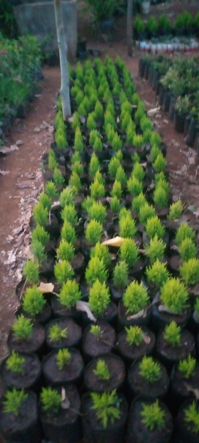 The image depicts an outdoor plant nursery, likely in Kenol, Kenya. The main subjects are numerous small, vibrant green plants, possibly conifer or ornamental shrub seedlings, meticulously arranged in rows. Each plant is cultivated in an individual black plastic nursery bag, which are closely packed together on the reddish-brown earth ground.
A prominent light-colored tree trunk stands vertically in the left-mid section of the frame, separating different sections of the nursery. To the left of the trunk, more blurred green foliage can be seen, while to the right, the rows of small plants extend towards the background. In the further background, additional plants, some in pots, are visible, suggesting the larger scale of the nursery operation.
No people are visible, and there is no specific activity taking place; the scene is static. The lighting appears soft, suggesting either early morning or late afternoon. The overall impression is one of organized cultivation in an agricultural or horticultural setting. There is no visible text in the image.