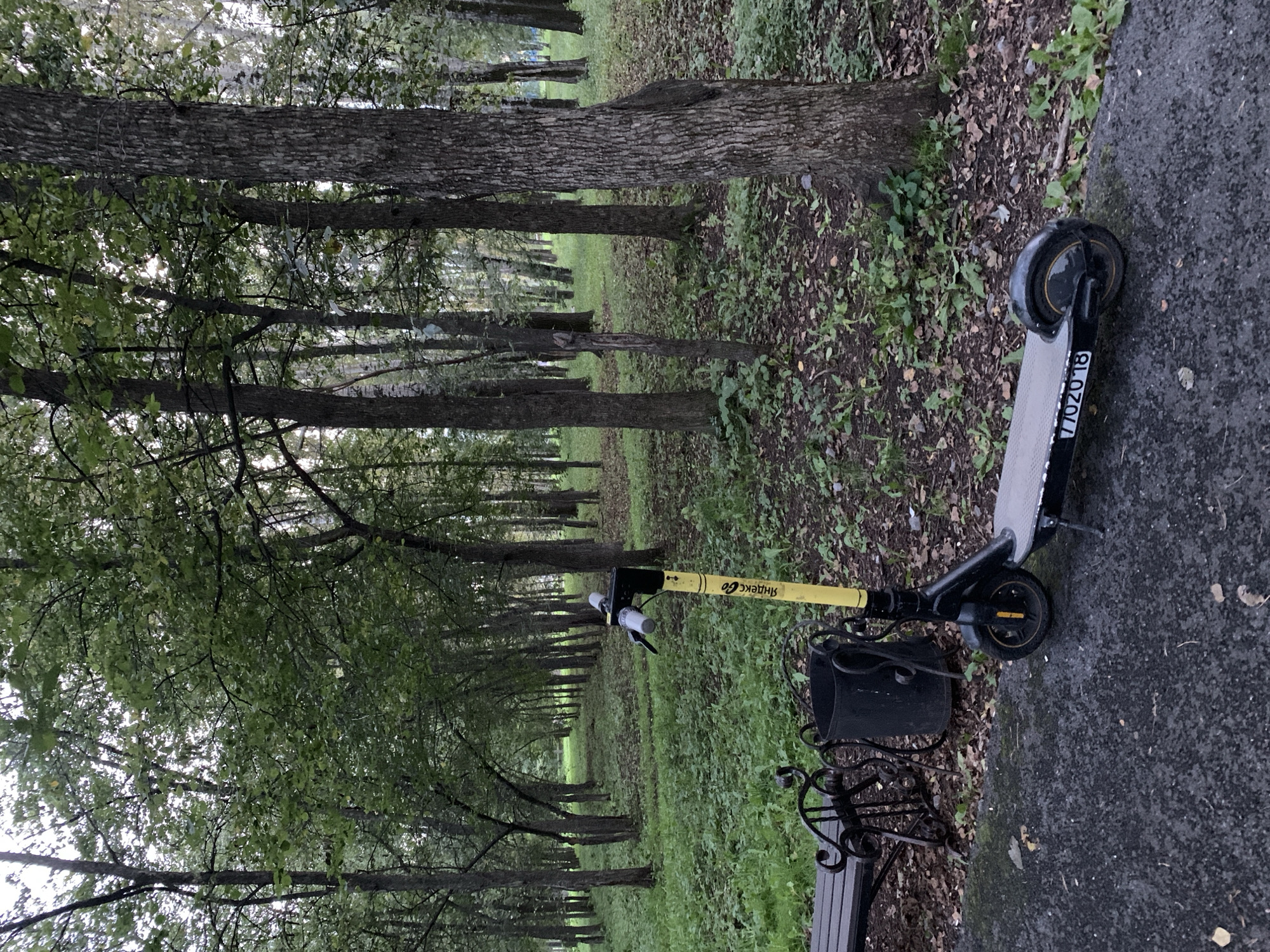 The image depicts an electric scooter parked on a paved path in a park-like setting. The scooter is yellow and black, with the branding "Яндекс Go" visible on its stem. It has a license plate that reads "7702018". To the left of the scooter is a black metal trash bin and a black bench with ornate metalwork. The background is a dense forest with tall trees and lush green grass. The path is wet, suggesting recent rain. The scene is calm and appears to be in a natural area within the city. Based on the "Яндекс Go" branding, it is highly probable that this image was taken in Russia, and specifically in Prokopyevsk, Russia, as indicated.