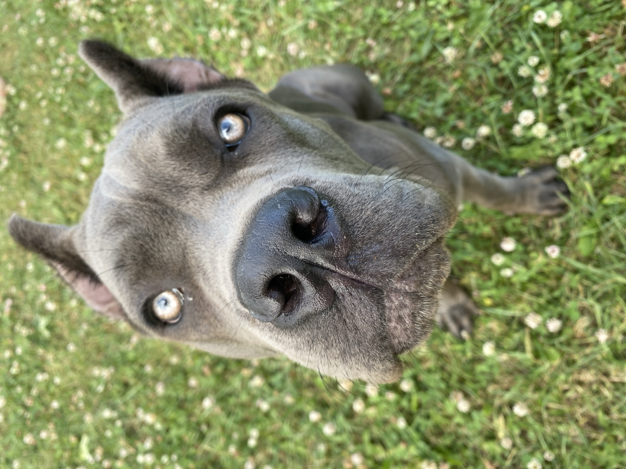 A medium shot is taken from a high angle of a gray Cane Corso dog sitting on a grassy lawn dotted with small white flowers. The dog's head fills most of the frame, and it is looking directly at the camera. The dog has a black nose, alert ears, and light brown eyes that reflect the sky. Its fur is short and smooth. The background is a blur of green grass and white clover flowers, suggesting an outdoor setting like a park or backyard in Unknown, Unknown.