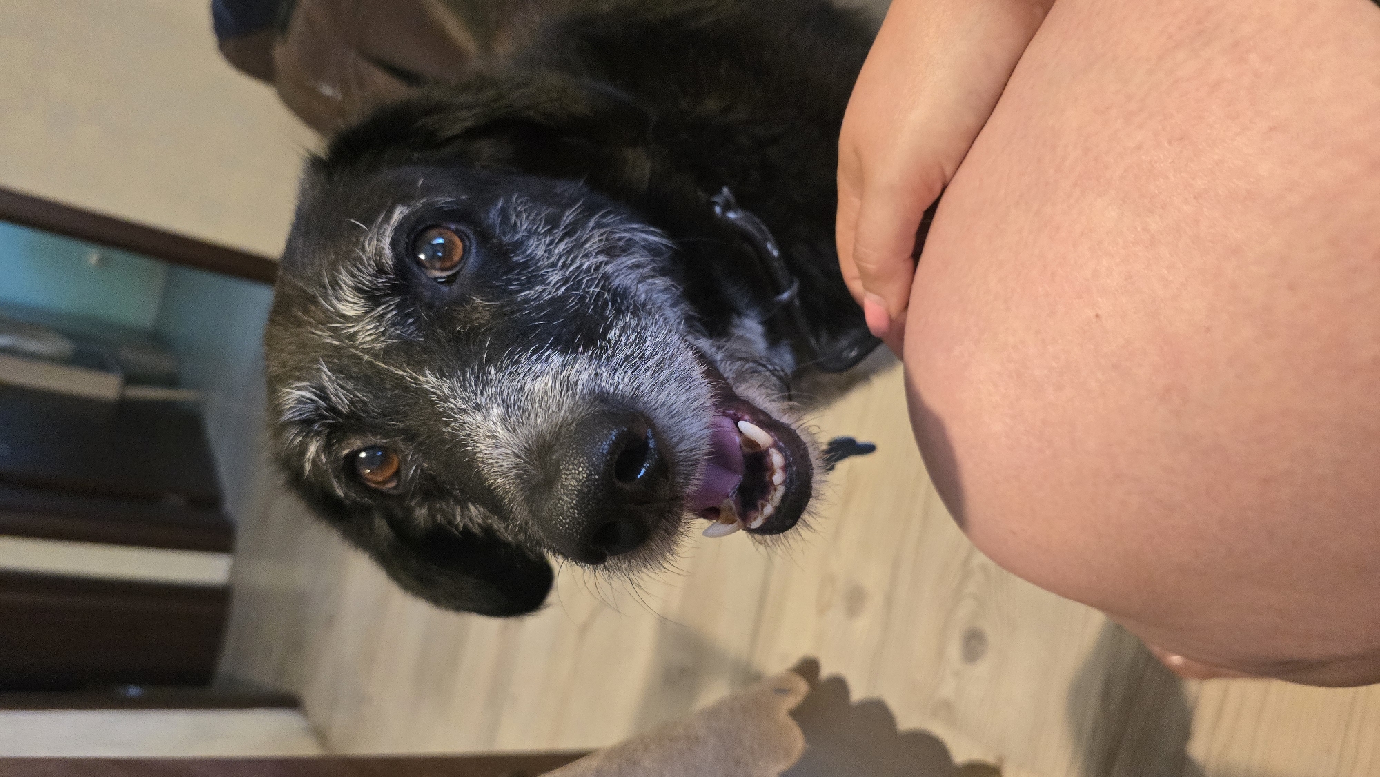 A black and white-muzzled dog looks directly at the camera with its mouth open, its tongue visible. The dog has amber eyes and is wearing a dark collar. In the foreground, a person's knee and thigh, covered in light skin with some texture, are visible. The person's hand rests on their leg, with pink nail polish on one fingernail. The background shows a wooden floor and the blurry interior of a room, with furniture and doorways suggesting a residential setting. The image appears to have been taken indoors. The location is not specified in the image, and therefore, no information regarding Rudnik, Bulgaria can be provided.