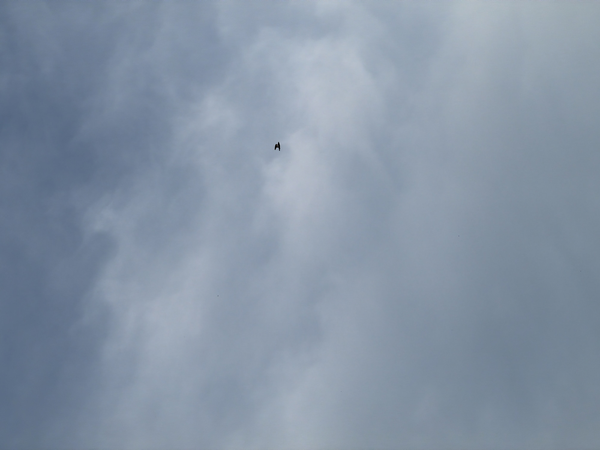 A lone bird is captured in flight against a backdrop of soft, grey clouds. The bird, appearing as a dark silhouette, is positioned slightly off-center in the frame, its wings outstretched as it navigates the sky. The clouds are varied in texture, with some areas appearing wispy and translucent while others are denser and more opaque, creating a muted, overcast atmosphere. The overall impression is one of a peaceful, natural moment observed in the open sky.