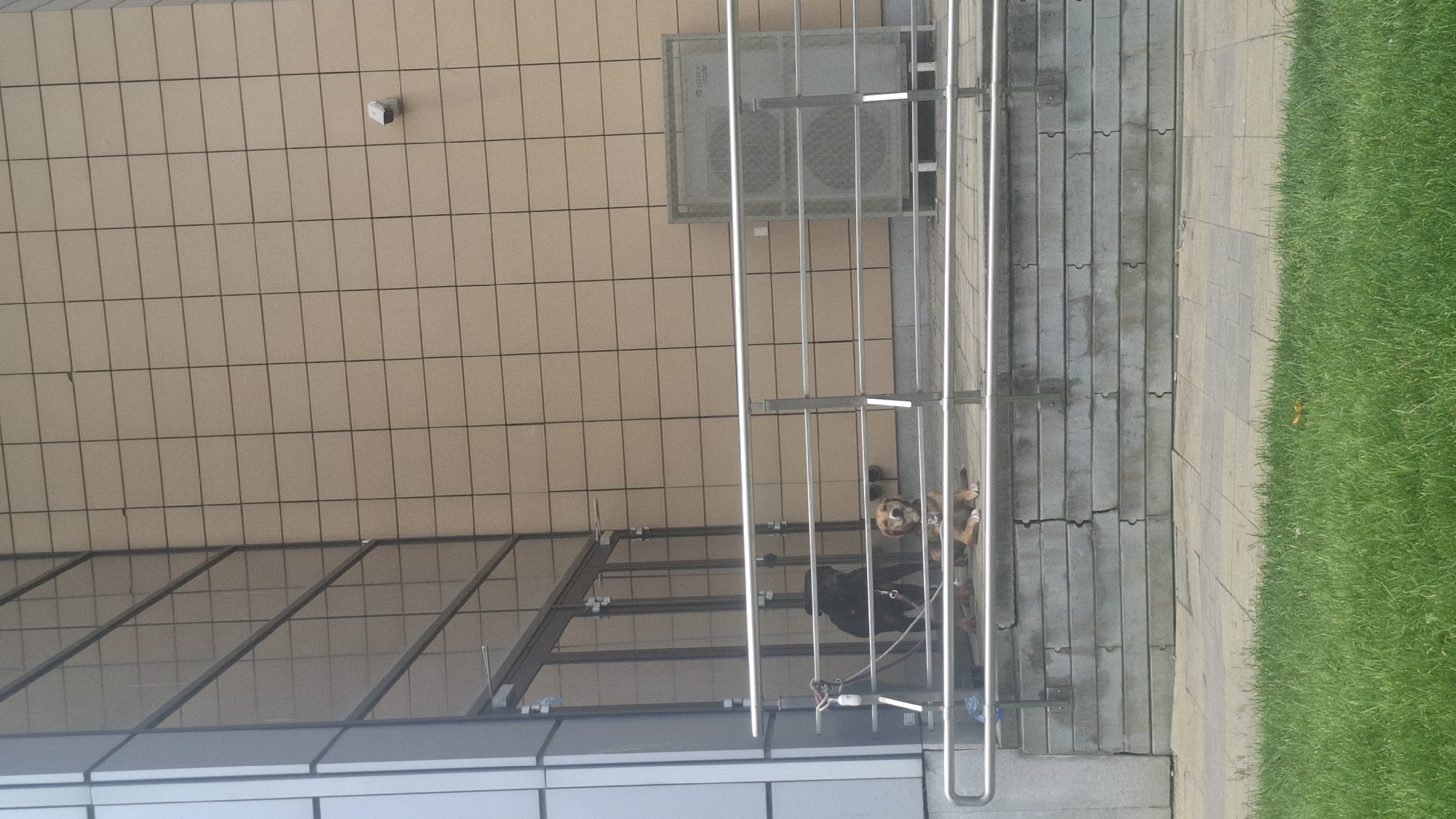 Two dogs are seen sitting on a concrete landing in front of a building with a tiled facade. The building has large glass windows and a security camera is visible on the exterior wall. To the right of the dogs is an outdoor air conditioning unit. A metal railing runs along the landing, and a leash is attached to one of the dogs. The ground in front of the landing is paved, and a patch of green grass is in the foreground. The image appears to have been taken in an urban environment, likely in Sofia, Bulgaria, given the architectural style and common presence of such buildings in the city.