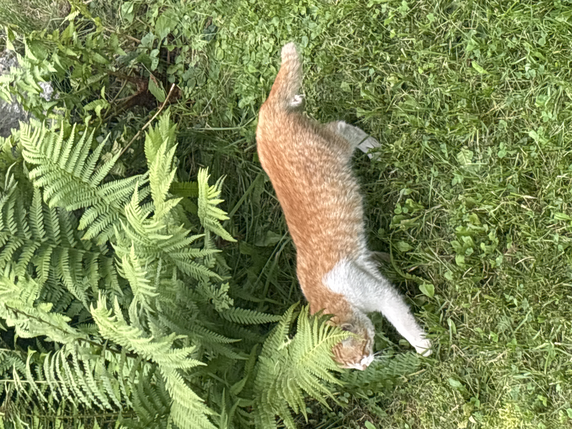 A ginger and white cat is walking through a grassy area with ferns in the background. The cat is facing left and is in mid-stride. The environment appears to be a garden or park, consistent with the setting of Zvenigorod, Russia.