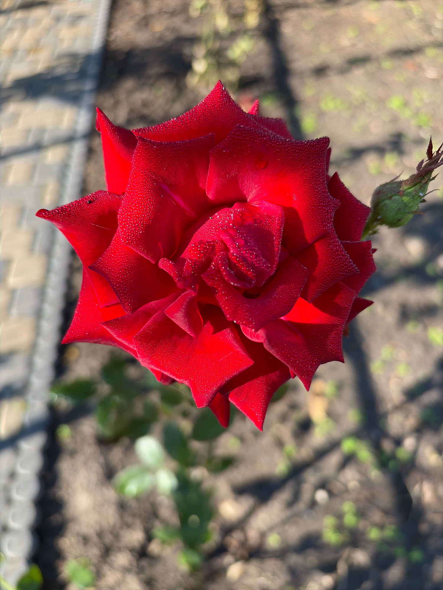 This is a close-up, high-angle shot of a vibrant red rose in bloom, covered in small water droplets. The rose is the primary subject and dominates the center of the frame. Its petals are unfurling, revealing a complex, layered structure. A green rosebud is visible to the right of the main flower. The background is blurred, suggesting a shallow depth of field, and shows the ground, some green foliage, and a stone pathway. The lighting indicates it is daytime, with sunlight casting shadows. The context provided places this scene in Oxentea, Moldova.