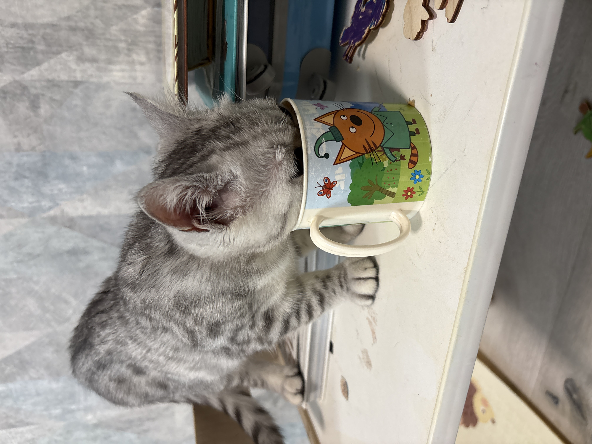 A young, silver tabby kitten with dark stripes is drinking from a white mug adorned with a cartoon cat in a green hat and shirt, set against a green landscape with flowers and butterflies. The kitten's head is fully submerged in the mug. The mug sits on a white shelf, which also has some unidentifiable wooden cutouts scattered on it. In the background, a stack of books or papers is visible, along with a blue electronic device. The overall setting appears to be indoors, possibly on a desk or shelf in a residential environment. There is no indication of the specific location in Izhevsk, Russia.