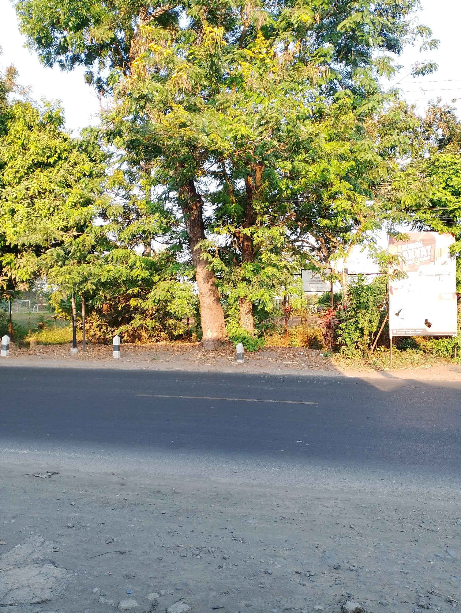 This image depicts a roadside scene in Jambean, Indonesia, characterized by lush green foliage and a paved road. The foreground features the asphalt of the road, with a subtle yellow line marking the lane. To the right of the road, a patch of gravelly ground is visible, interspersed with small rocks and sparse vegetation.
The mid-ground is dominated by a dense line of trees and shrubs, their leaves illuminated by what appears to be late afternoon sunlight, creating a warm, dappled effect. A large tree with a rough, textured trunk stands prominently on the right side, its branches extending upwards and outwards. Two white bollards with black stripes are positioned along the edge of the road, serving as markers. Further back, a chain-link fence suggests a boundary, possibly to a field or park, with glimpses of structures that might be sports goals visible through the foliage.
On the right side of the image, two signs are visible. One is a large, rectangular billboard with text and graphics in Indonesian. Below it, a smaller sign with text is also present. The overall environment suggests a semi-rural or suburban area, with natural elements integrated into the infrastructure. No people are present in the scene. The sky is largely obscured by the trees, but hints of bright light suggest it is daytime.