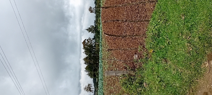 The image depicts an agricultural landscape in Gatakaine, Kenya, under an overcast sky. In the immediate foreground, a dirt path transitions into a strip of green grass and weeds. Beyond this, a cultivated field extends horizontally across the mid-ground. This field features distinct rows of reddish-brown vegetation, possibly a crop in an early growth stage or remnants. A single concrete fence post is visible on the left side of this field. Behind the reddish-brown field, a second, greener field is present, populated by a dense growth of what appears to be a leafy green crop, possibly cabbage. In the background, a line of various trees, including taller eucalyptus-type trees, forms a horizon line, with distant terrain visible beyond. Overhead, multiple thin, dark lines, consistent with utility wires, traverse the grey, cloudy sky. No individuals or specific activities are observed.