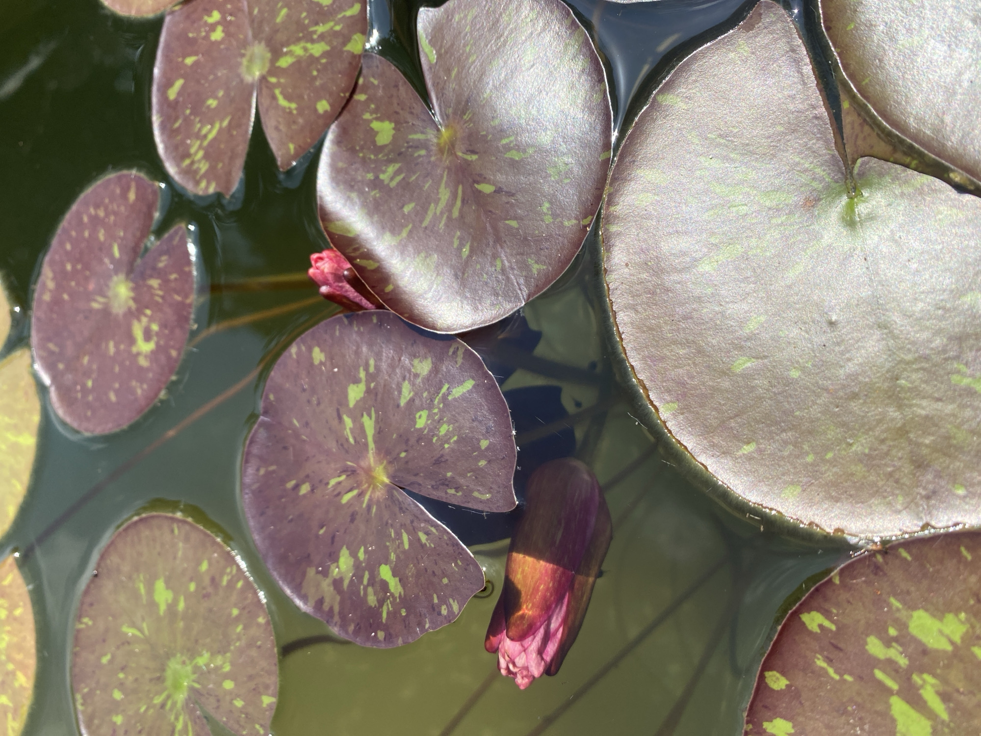 The image depicts a close-up view of lily pads floating on dark, still water. Several of the lily pads are a deep reddish-purple with splotches of light green. One partially submerged lily pad is a lighter, almost iridescent purple with green speckles. At the bottom left of the frame, a tightly closed pink and red lily bud is visible, partially submerged and illuminated by sunlight. The water's surface reflects the surrounding environment, creating dark shadows and highlights on the lily pads. The scene is set in a natural body of water, characteristic of outdoor ponds or lakes. No specific location within Sergey-Pole, Russia, can be identified from the image alone.