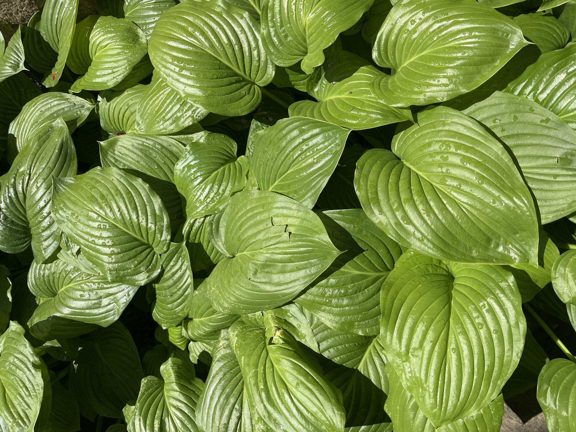 A high-angle, medium shot captures a dense cluster of large, glossy, green hosta leaves, some glistening with water droplets. The leaves are deeply veined, and the sunlight casts shadows throughout the foliage, highlighting their textured surfaces. The background is filled with more hosta leaves, creating a lush, verdant carpet. The scene appears to be outdoors, likely in a garden setting within an urban environment, though no specific city or location details are discernible from the image itself. There are no people or animals present in the frame.