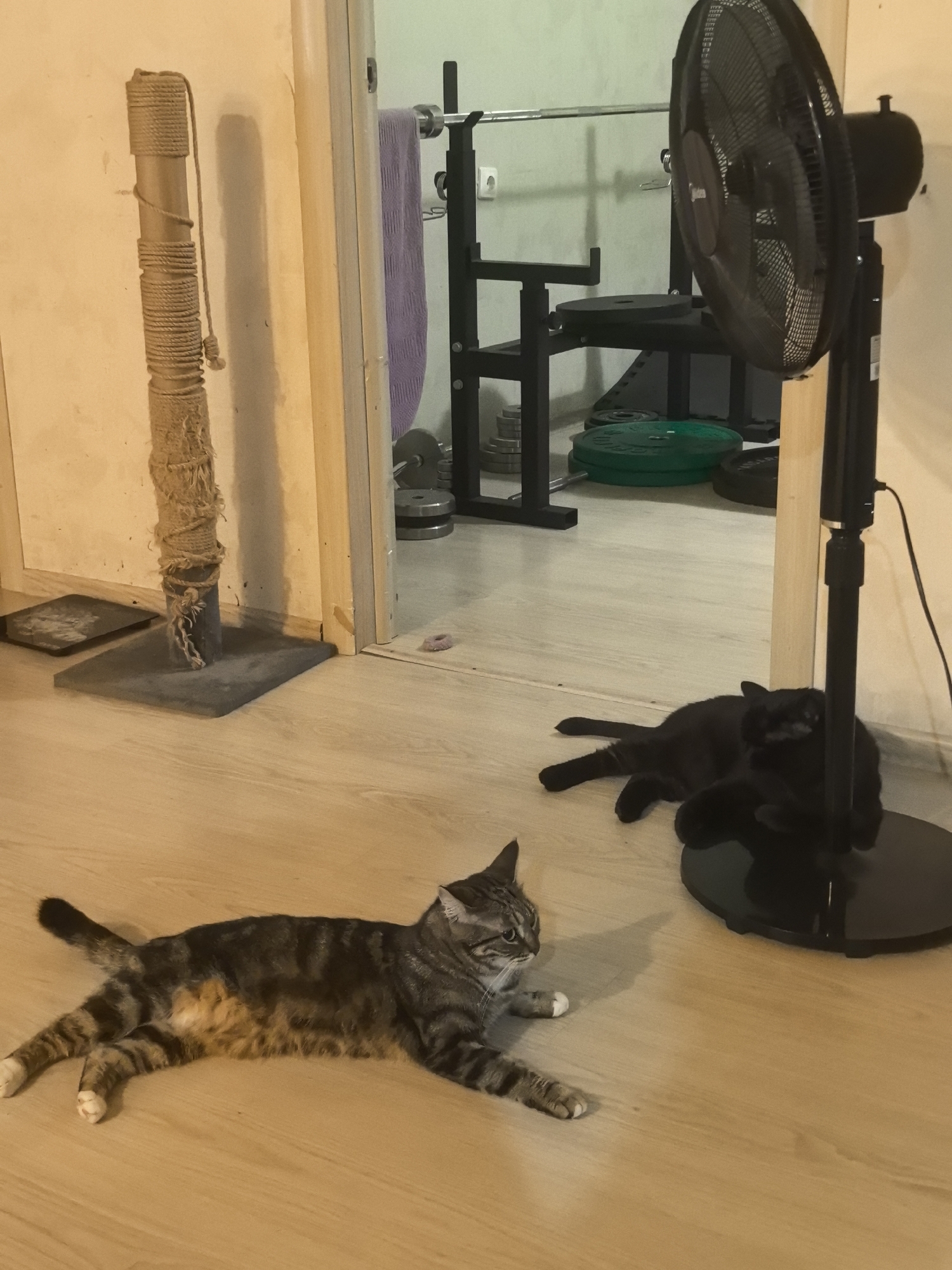 In a dimly lit room, two cats are lounging on a light-colored wooden floor. In the foreground, a tabby cat is stretched out on its side, facing left. Its paws are extended, and its tail curls upwards. The cat has white markings on its paws and a faint orange patch on its belly. Behind the tabby cat, a black cat is lying on its back, with its paws curled up. It is partially obscured by the base of a black oscillating fan, which stands to the right of the frame.
The room appears to be a home gym, with a weightlifting rack visible in the background. Several weight plates, some green and some black, are stacked on the floor and on the rack. A purple towel is draped over the rack. A tall, rough-textured scratching post stands to the left of the frame, its base on a dark square mat. The overall impression is one of a relaxed, domestic scene, with the cats enjoying the cool air from the fan. The lighting suggests it could be evening or a cloudy day. There is no visible text in the image.