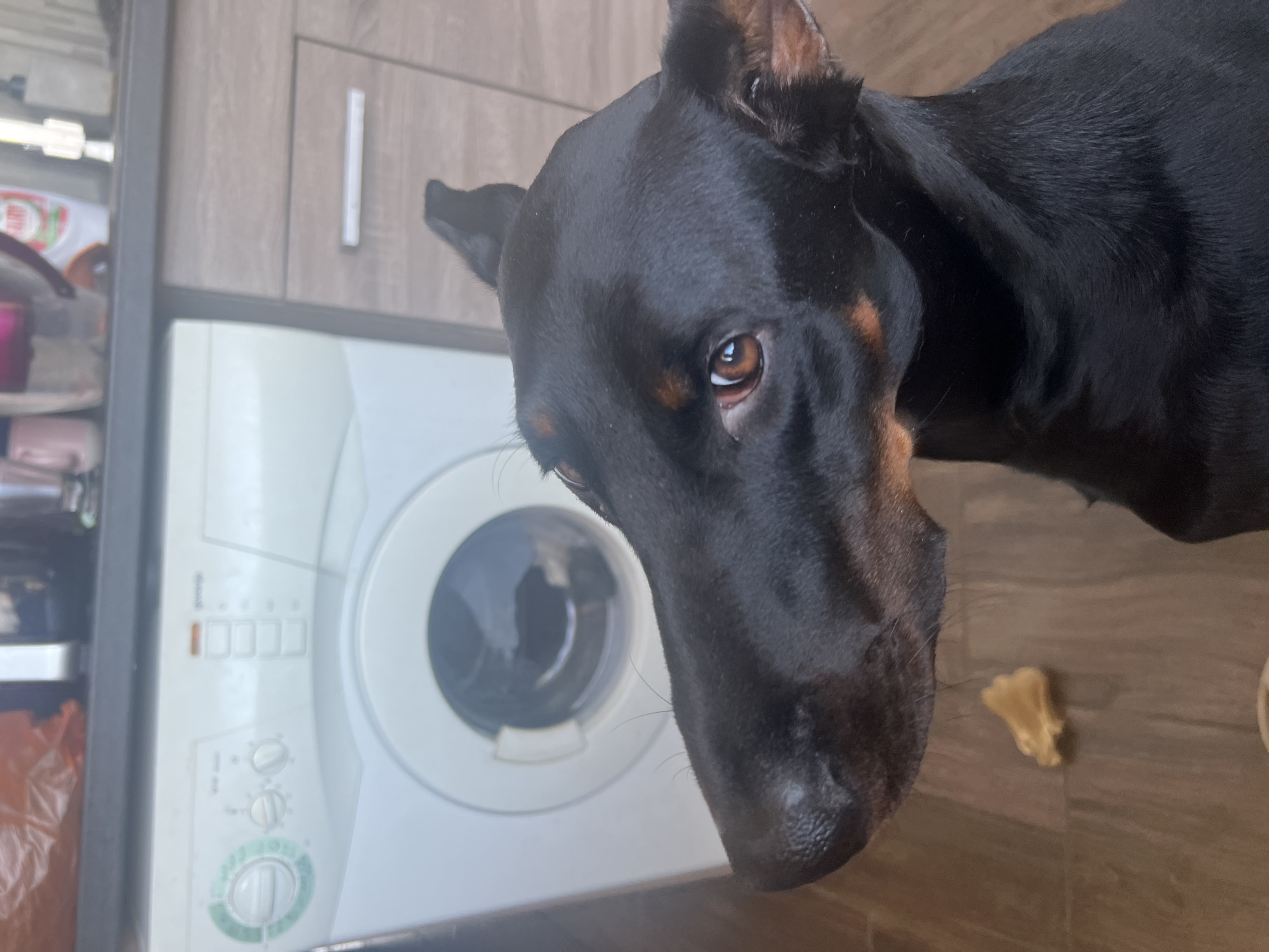 The image shows a close-up of a black and tan Doberman Pinscher dog's head in what appears to be a kitchen or laundry area. The dog is positioned to the right of a white washing machine. The floor has a wood-like finish. There is a bone or treat on the floor near the dog's nose. The image appears to be taken inside a home. There is no information in the image to determine if the location is in Sofia, Bulgaria.