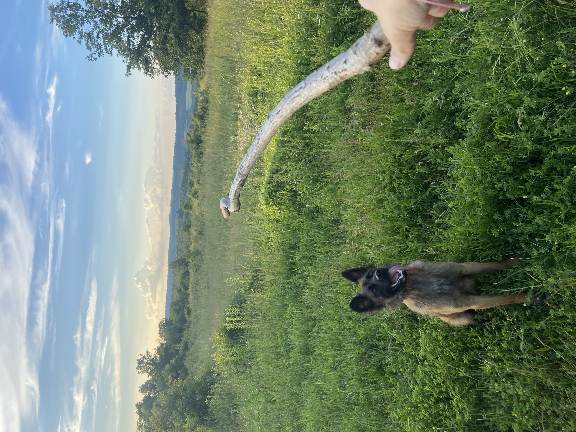 This is a full shot, eye-level, outdoor photograph taken during the daytime in a grassy field. The field is covered in tall green grass and some scattered wildflowers, with trees and rolling hills visible in the background. A German Shepherd dog, with tan and brown fur, is sitting in the grass, looking up and to the right with its mouth open and tongue out. A person's hand is holding a thick, gnarled, light-colored stick diagonally across the right side of the frame, pointing towards the dog. The sky above is blue with scattered white clouds, and the sun appears to be setting or rising, casting a warm glow over the landscape. There are no identifiable landmarks or structures to indicate a specific location within Mindia, Bulgaria.