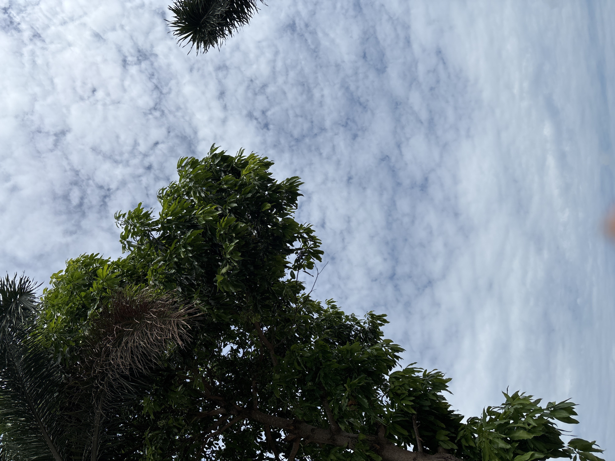 The image captures a view looking up towards a sky filled with cirrocumulus clouds. The scene is framed by foliage of trees, one with dense green leaves and another appearing to be a palm with spiky fronds. A dried nest is visible within the branches. The location is estimated to be บ้านบางรักษ์, Thailand. No people are visible.