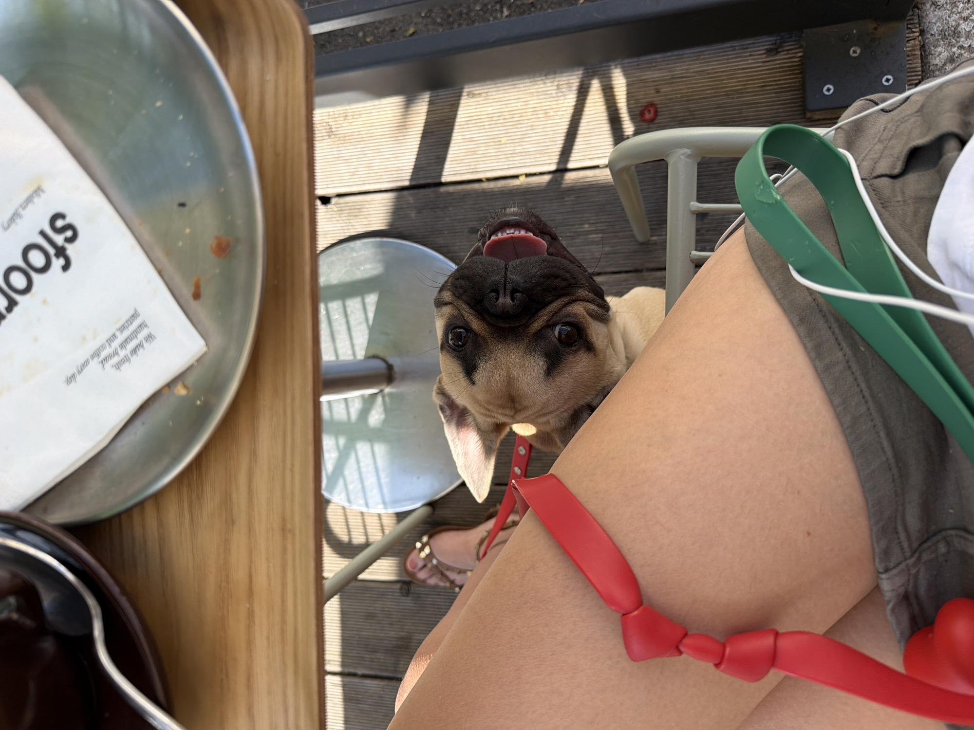 Here is a forensic description of the image:
**Scene**: An eye-level overhead view.
**Subject**: A light brown French Bulldog gazes upward with its tongue slightly out. It is wearing a red leash.
**People**: A person is seated, their leg visible, with their foot showing a sandal with studded embellishments.
**Objects**: A tray holds a plate with a paper liner from "Madsen Bakery". A dark container, perhaps a coffee cup, is also visible.
**Interactions**: The dog is interacting with the seated person, looking up at them.
**Environment**: The scene appears to be outdoors. There are wooden slats visible suggesting a deck. A metal table leg and green carrier handles are in view.
**Location**: The logo "Madsen Bakery" suggests this image was taken in Milan, Italy, where the business is located.