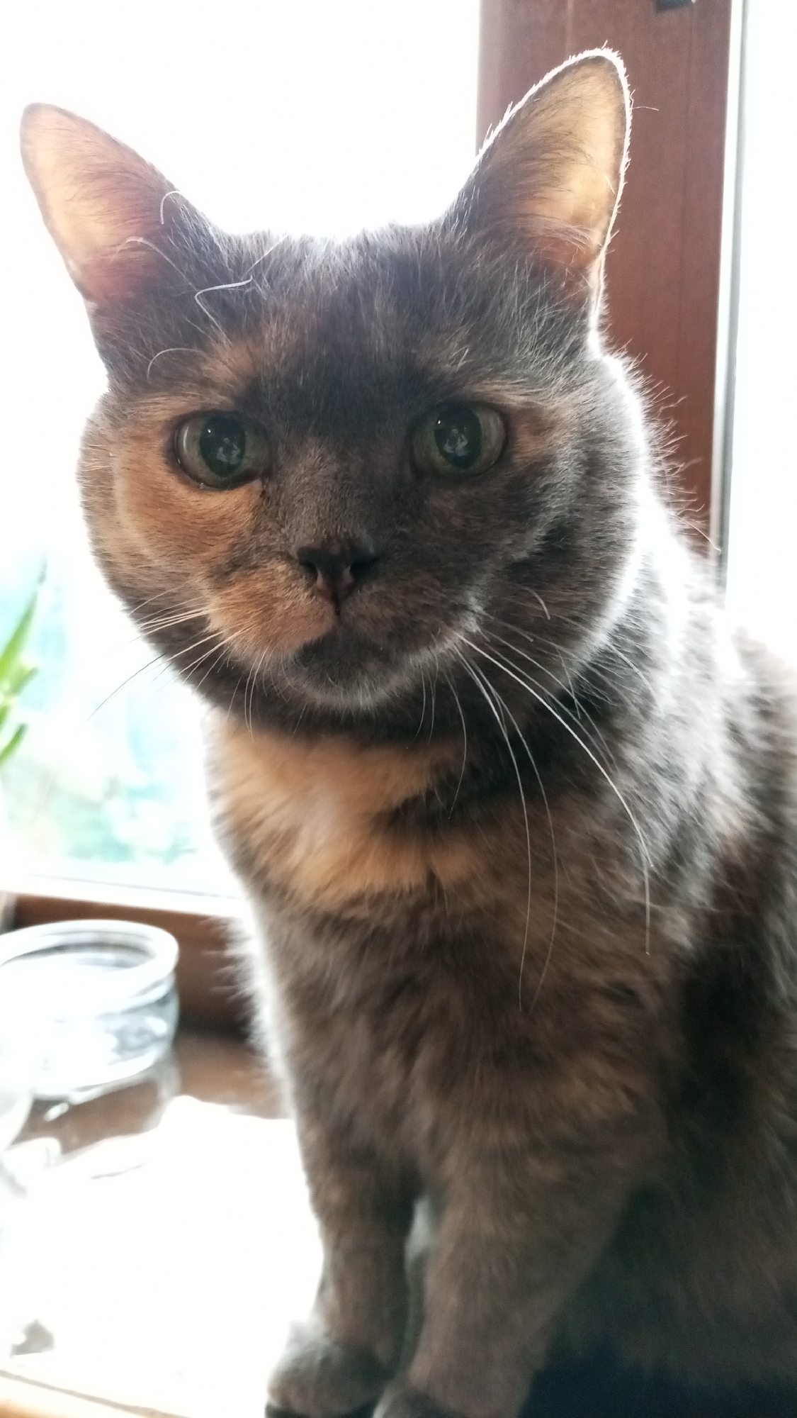 The image depicts a close-up view of a cat, likely indoors based on the presence of a window and interior setting. The cat has a gray and orange tortoiseshell coat. The animal is seated, facing the camera directly. The background shows a window with some green plants outside and a jar. There is no information in the image to indicate that the photograph was taken in the city of Юдино, Russia.
