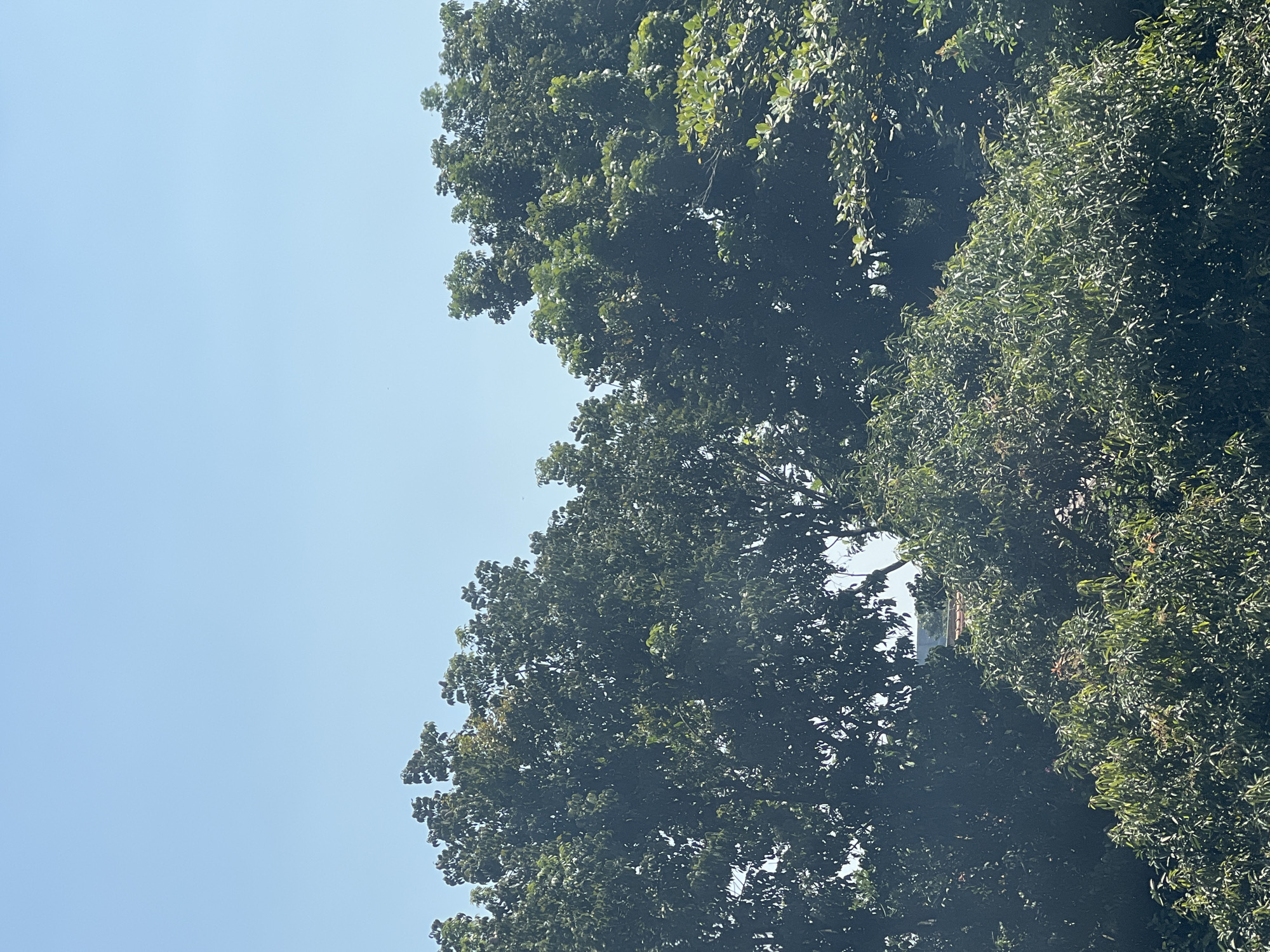 The image shows a dense canopy of green trees against a clear blue sky. The trees appear lush and full, with some sunlight filtering through their leaves. In the distance, peeking through the foliage, are glimpses of buildings, suggesting an urban or semi-urban environment. The overall scene evokes a sense of nature within a developed area. It is difficult to determine the exact location in Bandung City, Indonesia, without further context or identifying landmarks.