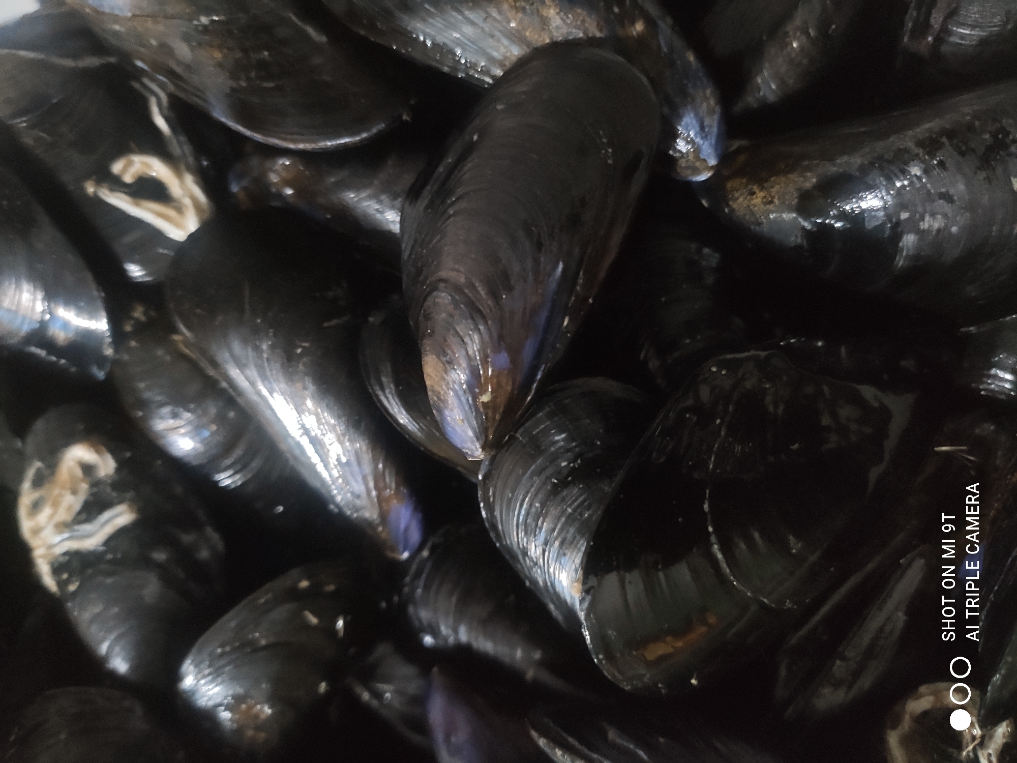 A close-up, overhead shot captures a pile of dark, glistening mussels, likely freshly harvested. The mussels are clustered together, their shells showing subtle variations in texture and sheen. Some appear slightly open, revealing the iridescent interior of their shells, while others are tightly closed. A few wisps of what might be seaweed or other organic material are visible among the shells. The lighting creates highlights and shadows, emphasizing the rounded shapes of the mussels. In the lower left corner, a white watermark reads "SHOT ON MI 9T AI TRIPLE CAMERA," indicating the device used to capture the image. The setting is not specified, but the subject matter suggests a potential food-related context.