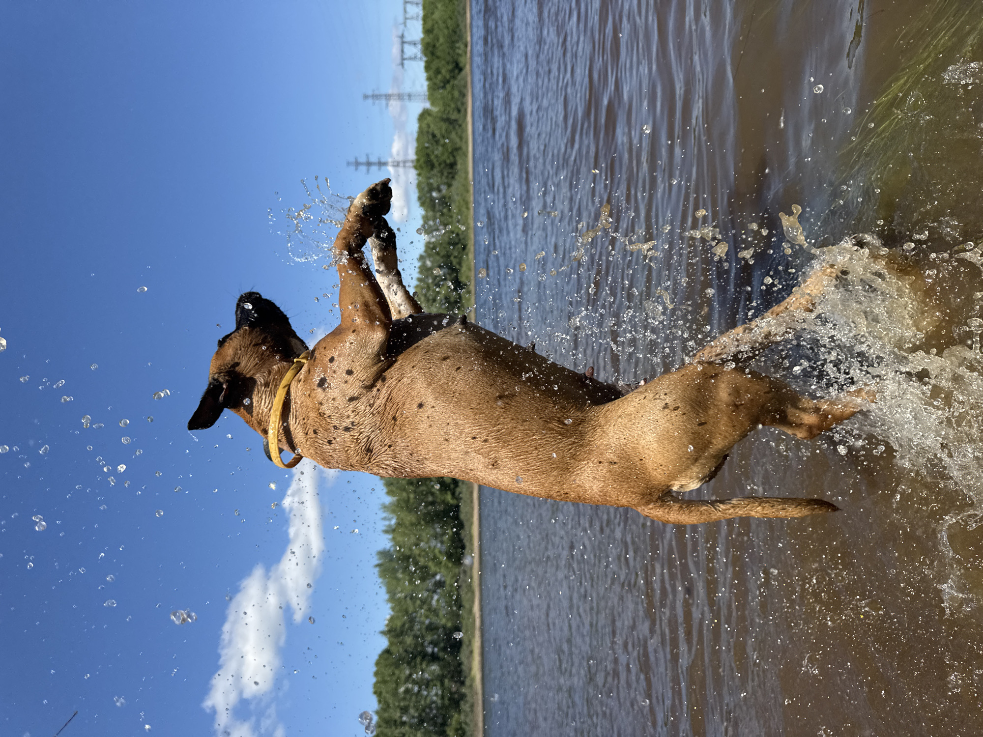 A brown dog is mid-air, leaping out of dark brown water. Water droplets and splashes surround the dog. The dog wears a yellow collar. The background features a line of green trees, a calm body of water, and a bright blue sky with scattered white clouds. In the far distance, several large power line towers are visible on the horizon. The scene is likely a waterfront area in Chaikovsky, Russia, possibly near the Kama River, a common location for outdoor activities.