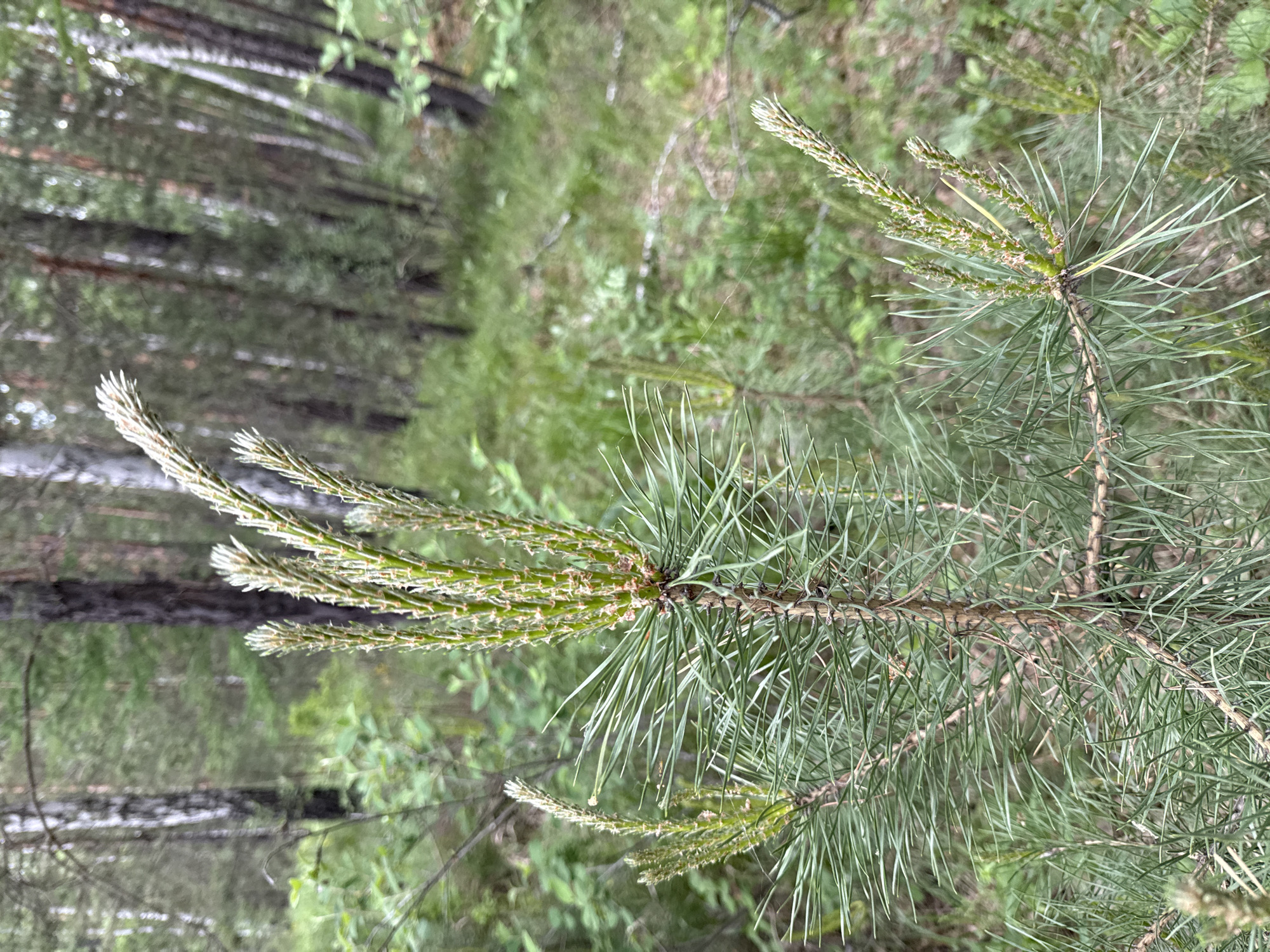 The image shows a close-up of a pine tree branch in a forest setting. The branch is green, with new growth at the tips appearing lighter in color, almost white. The background is blurred, showing other trees and foliage. The scene suggests a natural environment, likely a forest or wooded area. There is no information in the image that indicates the location is in the city of Leninsk, Russia.