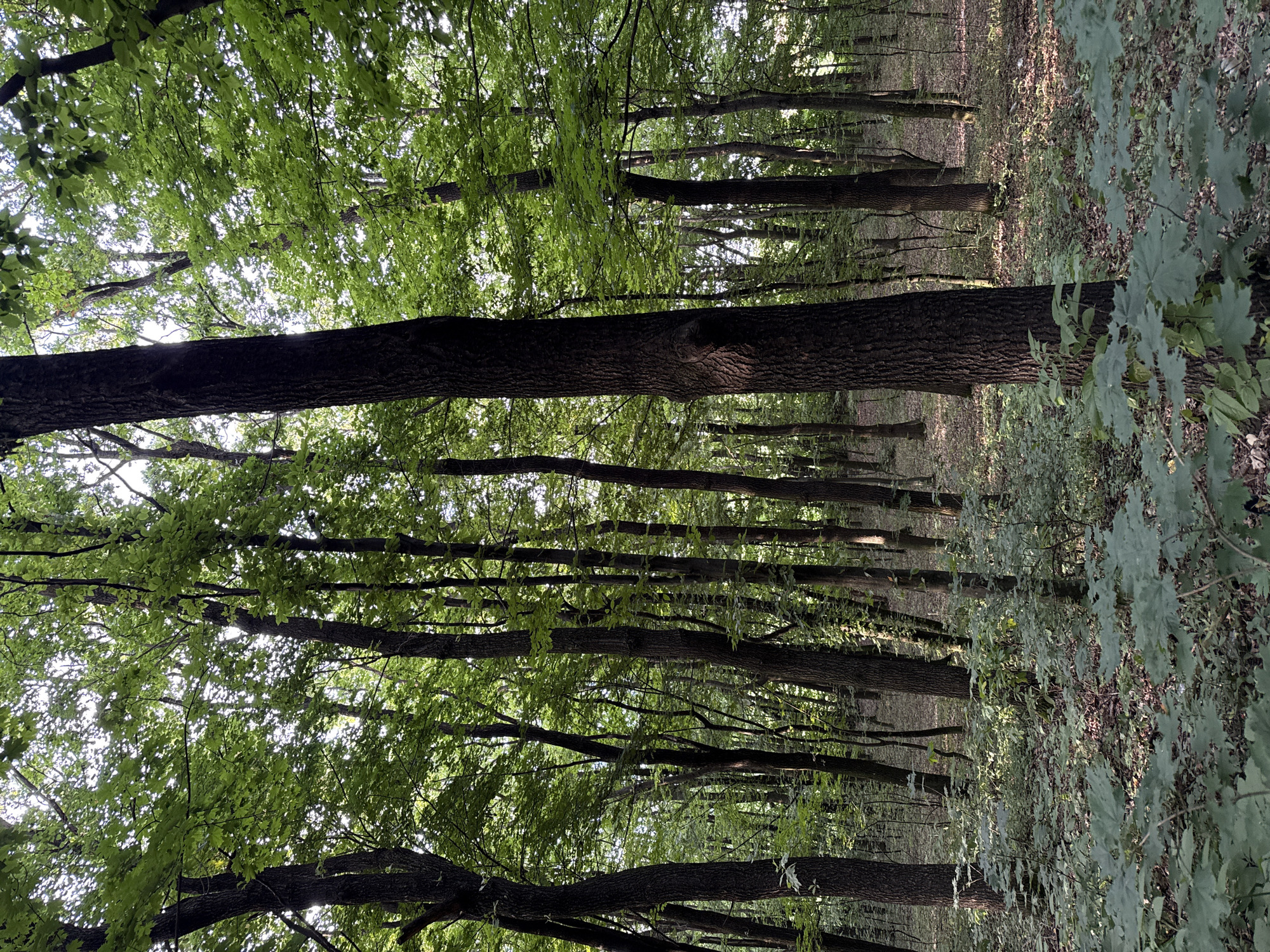 The image depicts a dense forest with tall, mature trees. The canopy of leaves is thick, allowing dappled sunlight to filter through and illuminate the forest floor. The ground is covered with fallen leaves, undergrowth, and some larger, broad-leafed plants in the foreground. The overall impression is one of a shaded, natural woodland environment. There are no people or specific man-made structures visible in the image. The location is described as Unknown, Unknown.