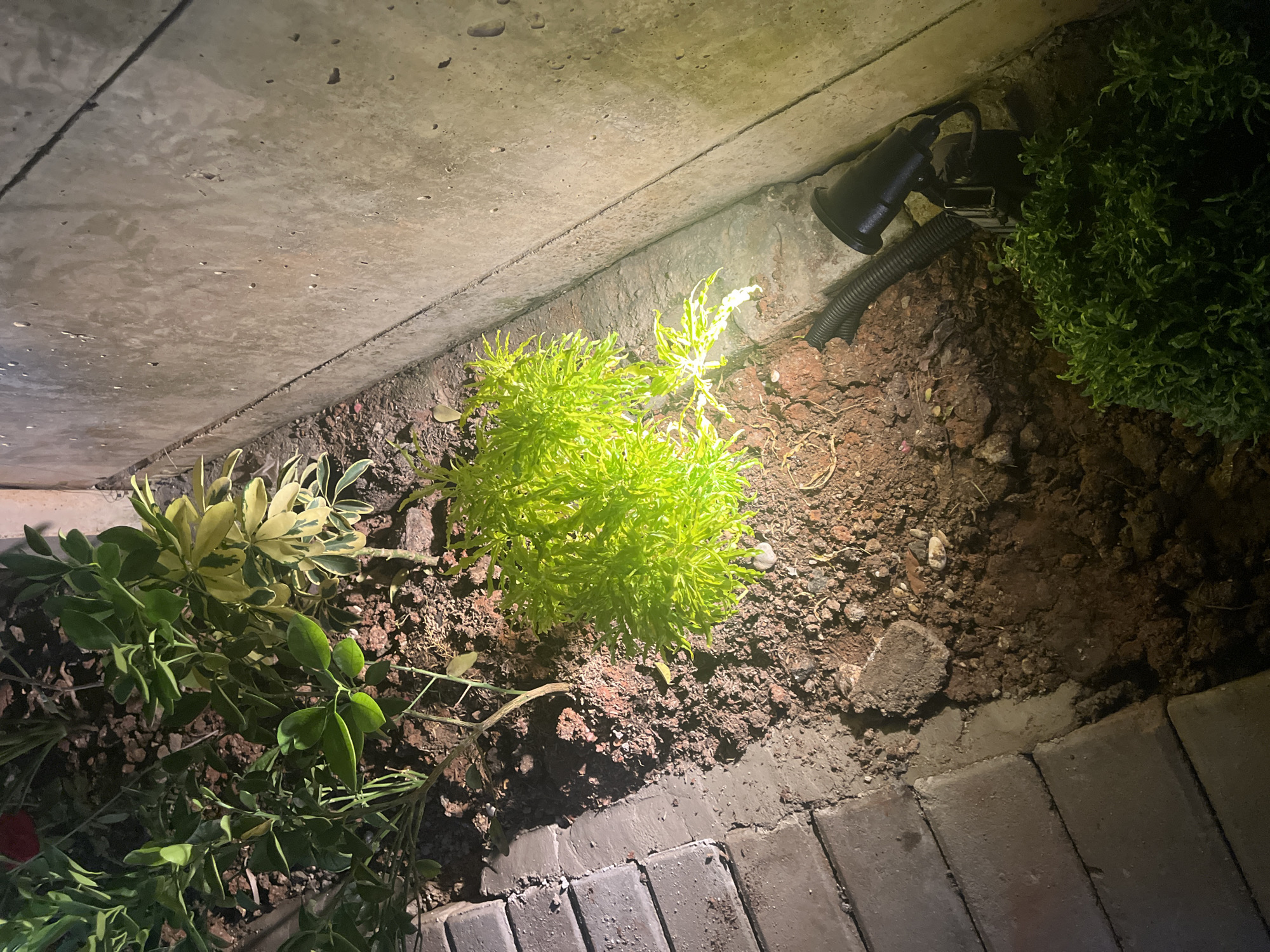 The image depicts an outdoor scene at night, illuminated by artificial light, possibly a spotlight. The location is identified as Jati Mulya, Indonesia. The foreground shows a section of a garden bed adjacent to a paved walkway. The garden bed contains soil, mulch, and various plants. A bright green, bushy plant with intricate leaves is prominent in the center-right, strongly lit. To the left of this plant, a variegated plant with green and yellow leaves is visible. Further to the left, darker green foliage suggests other plants. Along the left edge of the frame, a brick pathway is laid out, bordered by concrete. To the right of the garden bed, a textured concrete wall runs along the edge of the scene. Near the bottom right corner, a black landscape spotlight is mounted on a base, with a flexible black conduit extending from it into the garden. A small, dark green, dense shrub is situated in the very bottom right corner. The overall impression is one of a well-lit garden area, likely a residential or commercial property.