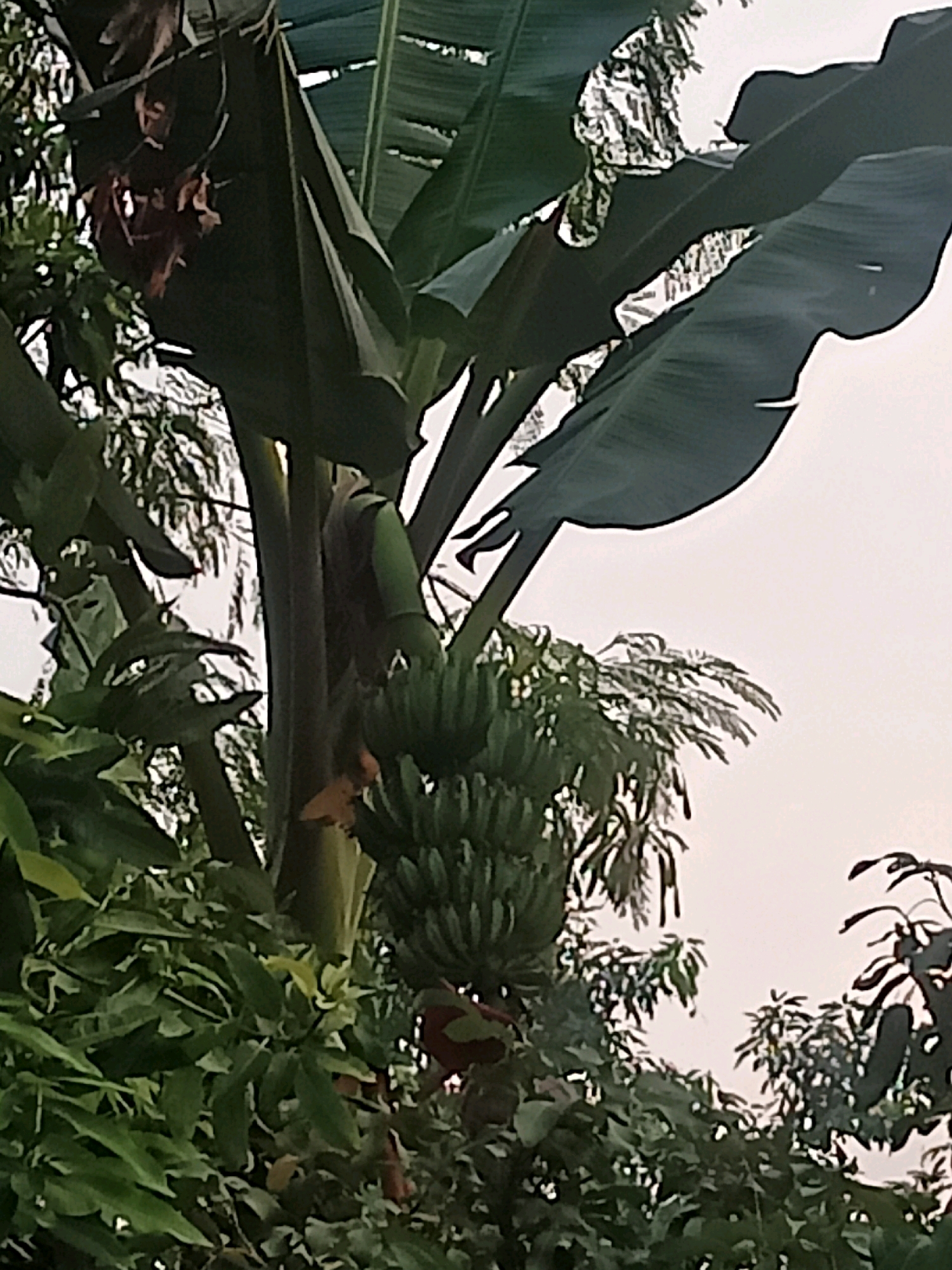 The image is a low-angle shot of a banana tree with a bunch of green bananas hanging from it. The tree is surrounded by lush green foliage, and the sky is overcast. There are no people or animals visible in the image. The scene appears to be in a natural, outdoor setting, possibly a garden or a plantation. The overall impression is one of abundant greenery and a sense of tropical nature. The image does not provide any specific clues to indicate its location in Slogo, Indonesia.