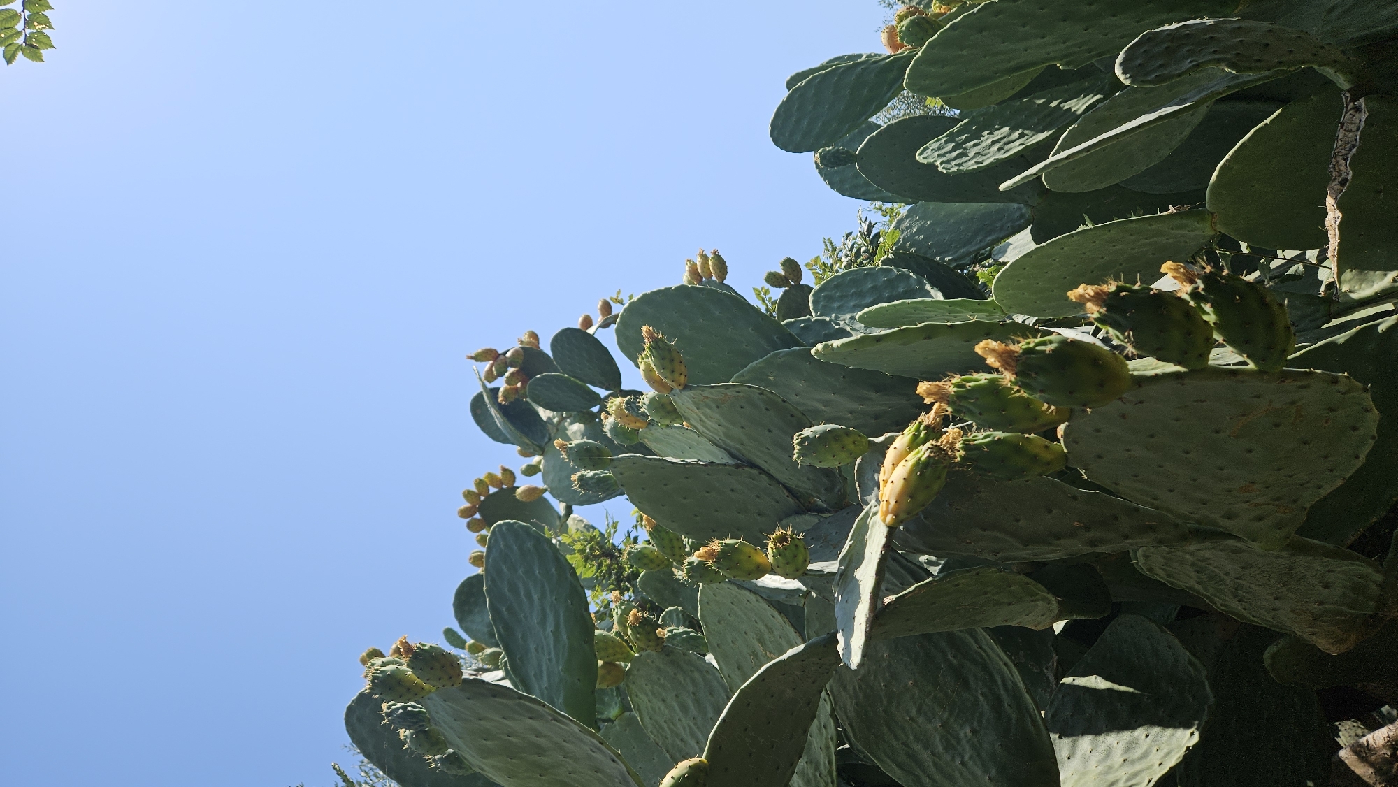 A low-angle medium shot captures a prickly pear cactus with numerous green fruits, some appearing ripe and yellowish, against a clear, bright blue sky. The cactus pads are broad and fleshy, with a textured surface. Some of the fruits are clustered together, while others are more spread out along the branches. The scene is likely outdoors, given the open sky and the natural growth of the cactus. The image does not contain any people or animals. The location is specified as L'Île-Rousse, France.