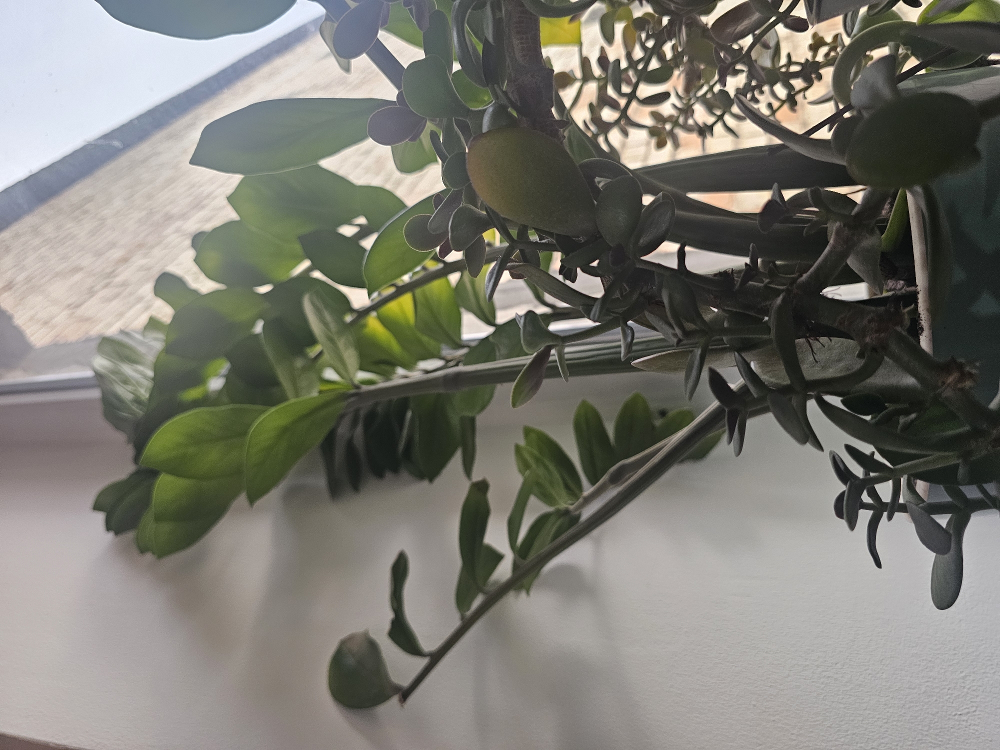 A close-up shot shows a potted plant with lush green leaves positioned near a window. The plant features long, upright stems with ovate leaves, and some shorter, bushy stems with smaller, rounded leaves. A single elongated, green fruit or seed pod is visible on one of the branches. The background consists of a plain white wall on the left and a window with a sheer curtain on the right, allowing diffused sunlight to illuminate the scene. There are no people or animals present. The image appears to be taken indoors. The location is identified as Ak-Jol, Kyrgyzstan.