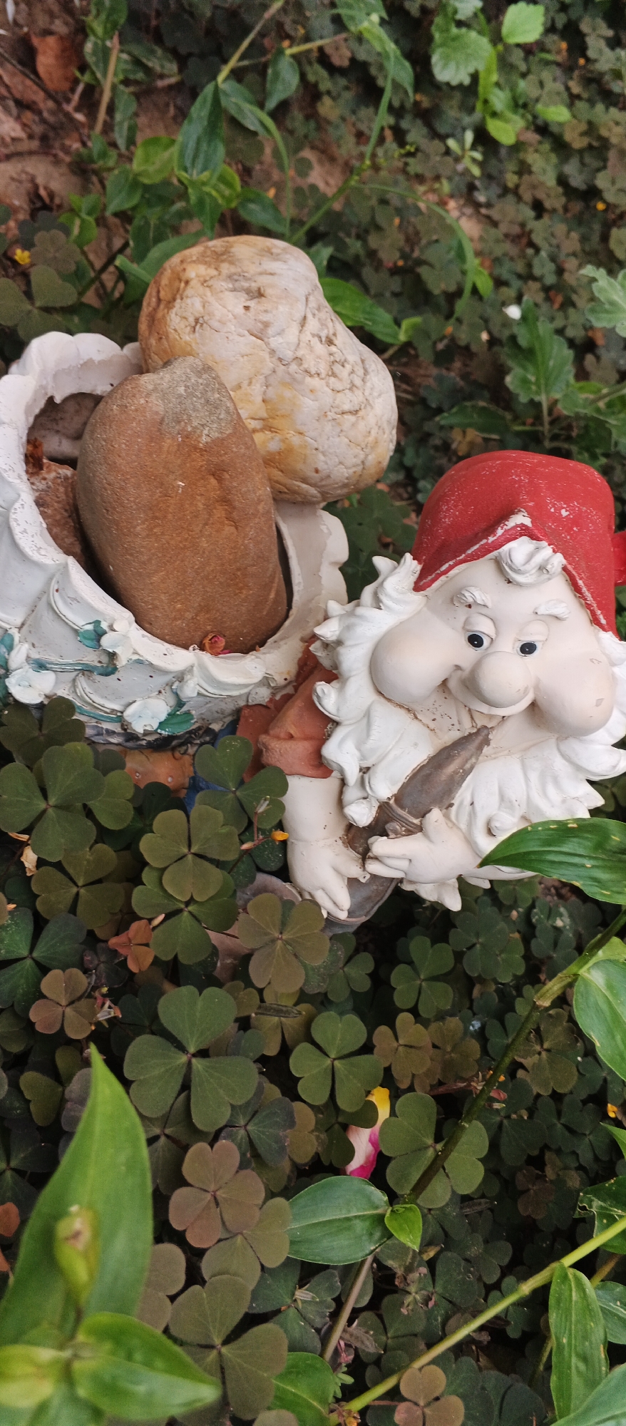 This is a close-up, vertical, outdoor, eye-level shot of a garden gnome figurine. The gnome has a white body with rosy cheeks and a red hat. It is holding a dark, conical object in its hands. The gnome is surrounded by dense, green clover foliage. Behind the gnome, there is a white decorative pot with two rocks inside. The rocks are of varying sizes and colors, with one being larger and lighter, and the other smaller and darker. The background consists of more green foliage and some brown elements which could be soil or dried leaves. The image is well-lit, showcasing the details of the figurine and the surrounding plants. The specific location in Berehove, Ukraine, is not discernible from the image itself.