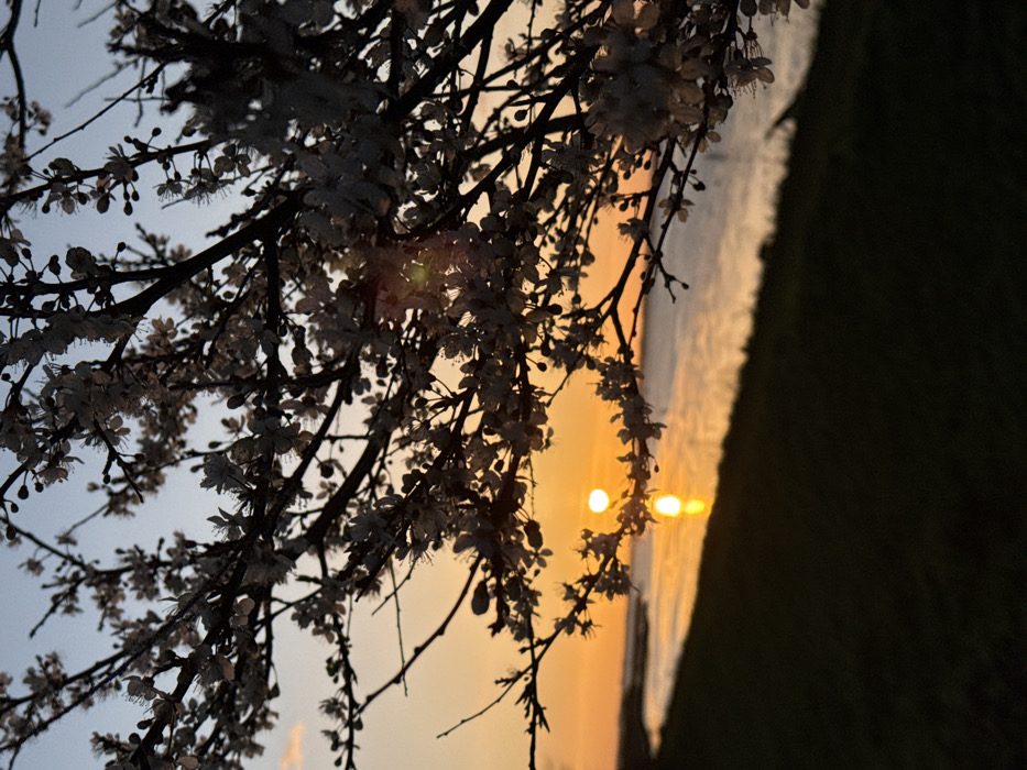 The image captures an outdoor scene at either sunrise or sunset over a body of water in Great Yarmouth, United Kingdom. The foreground is dominated by dark, silhouetted branches of a deciduous tree, densely covered in small white blossoms, extending across the upper two-thirds and right side of the frame. The blossoms are in sharp focus, creating a patterned screen through which the background is viewed. In the mid-ground, the bright, circular sun, emitting an intense orange-yellow light, is positioned low on the horizon, approximately one-third from the left edge of the image. A distinct, elongated reflection of the sun is visible on the calm surface of the water directly below it. The body of water, likely the River Yare, stretches horizontally across the scene. A dark, grassy bank or shoreline slopes downwards from the lower-left corner towards the water. The sky transitions from a deep orange-yellow at the horizon to a pale blue towards the top of the frame. No individuals, animals, or prominent man-made structures are discernible within the frame.
