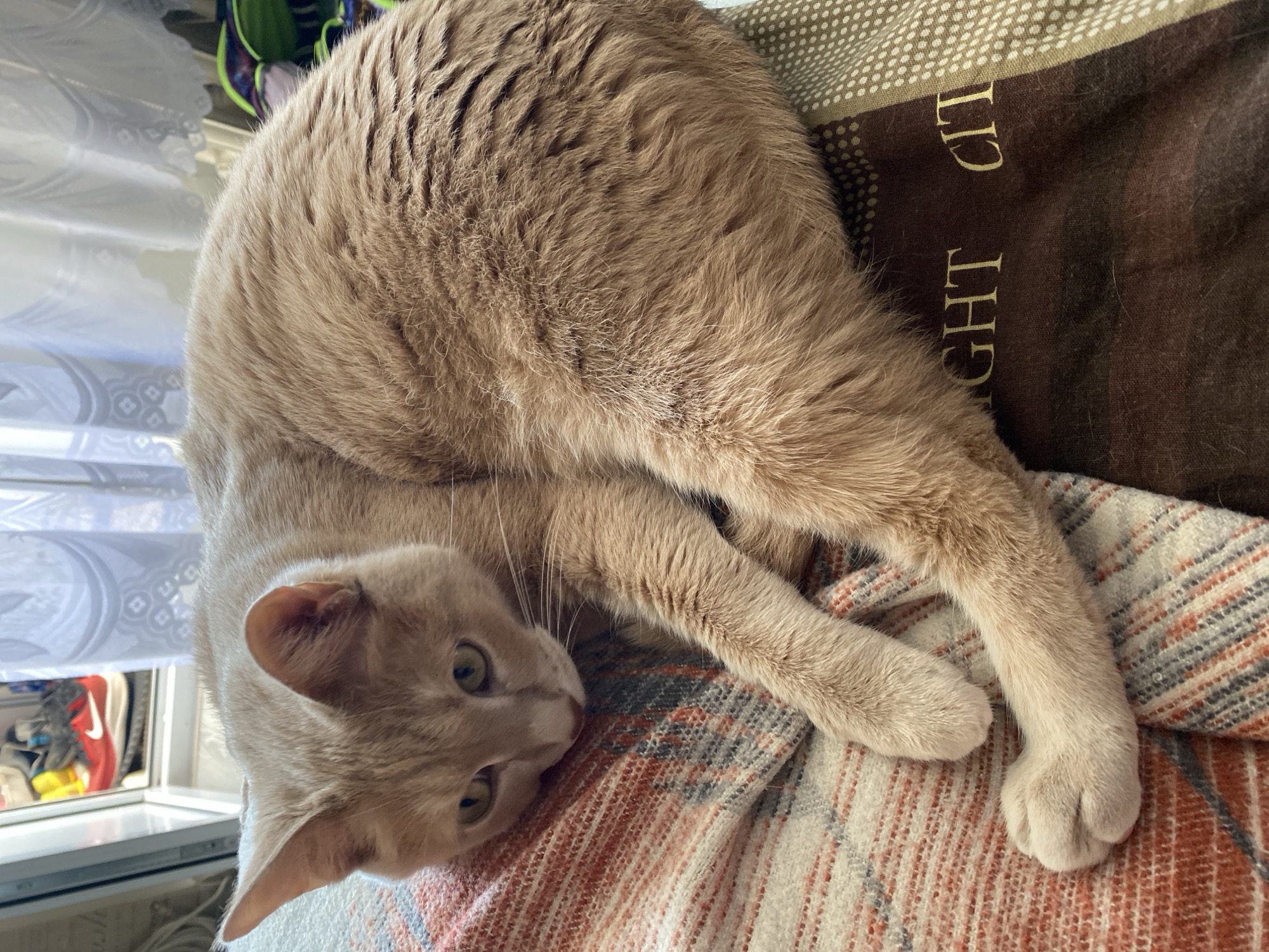 An image taken in Chaikovsky, Russia, features a light orange or cream-colored short-haired cat lying in a relaxed, contorted position, primarily on its back with its head turned to face the viewer. The cat has wide, curious green eyes. It is resting on a patterned blanket with hues of orange, grey, and cream.
Behind the cat's back, a dark brown pillow with a patterned border is visible, bearing white capital letters that spell "IGHT CIT LI", likely part of a longer phrase such as "NIGHT CITY". To the left of the cat, a window with white blinds or patterned curtains is partially visible, offering a bright background. Through the window or in its reflection, several items including a pair of red and white athletic shoes (possibly Nike brand) and other footwear can be seen. The bright illumination indicates it is daytime.