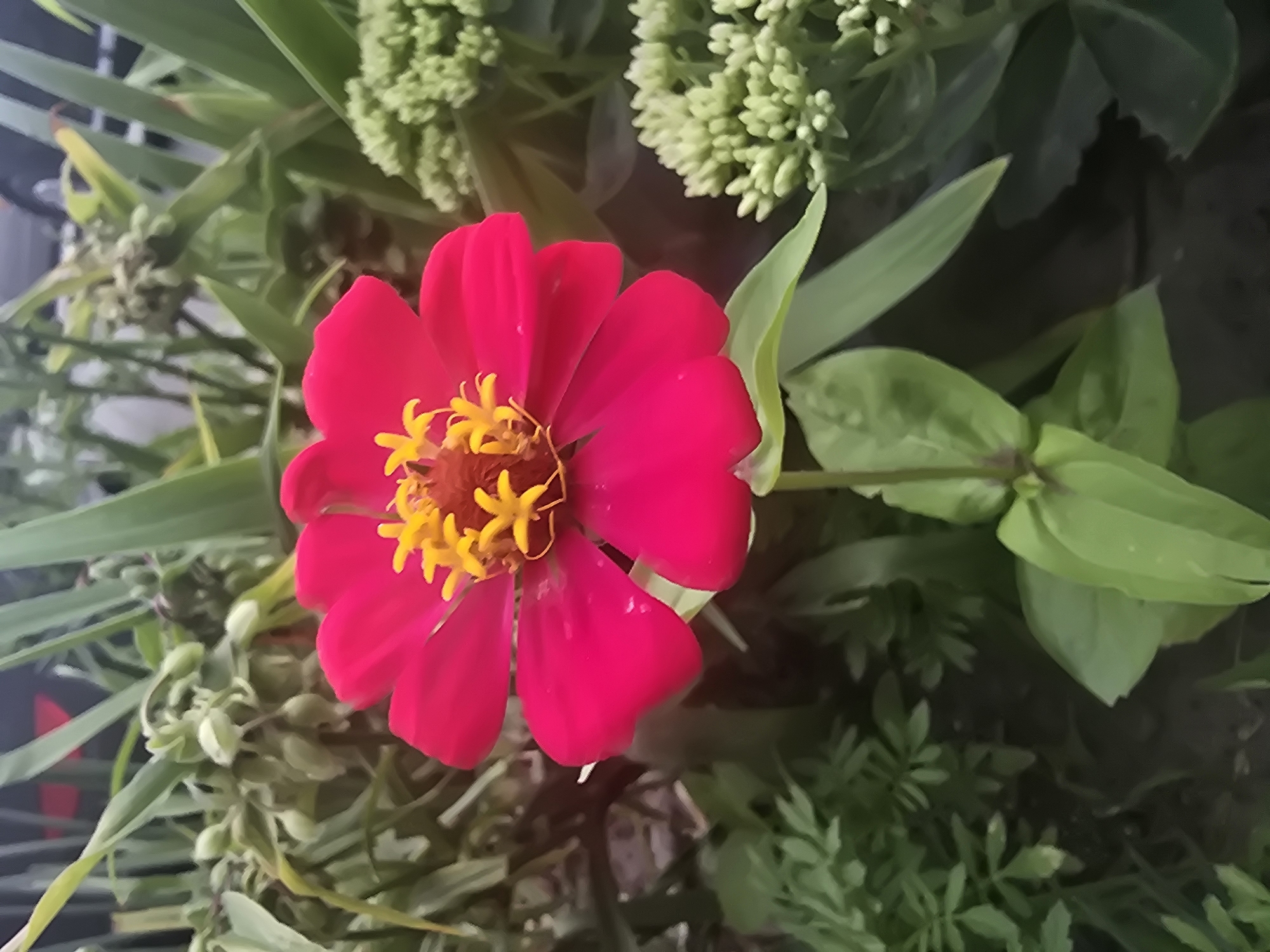 A close-up, vertically oriented photograph captures a bright pink zinnia flower in full bloom, dominating the center of the frame. The flower's petals are a vibrant, saturated pink, with subtle variations in tone and light. At the heart of the zinnia, a cluster of yellow stamens stands out. The flower is positioned against a blurred background of green foliage, with hints of other plants and possibly some light-colored structures, suggesting an outdoor setting. To the right of the zinnia, a cluster of small, pale green buds or developing flowers is visible. The lighting appears to be natural daylight, casting soft shadows and highlighting the textures of the petals and leaves. The overall impression is one of a well-maintained garden or a natural green space. The photograph does not contain any people or any elements that would specifically place it in Vyshneve, Ukraine.