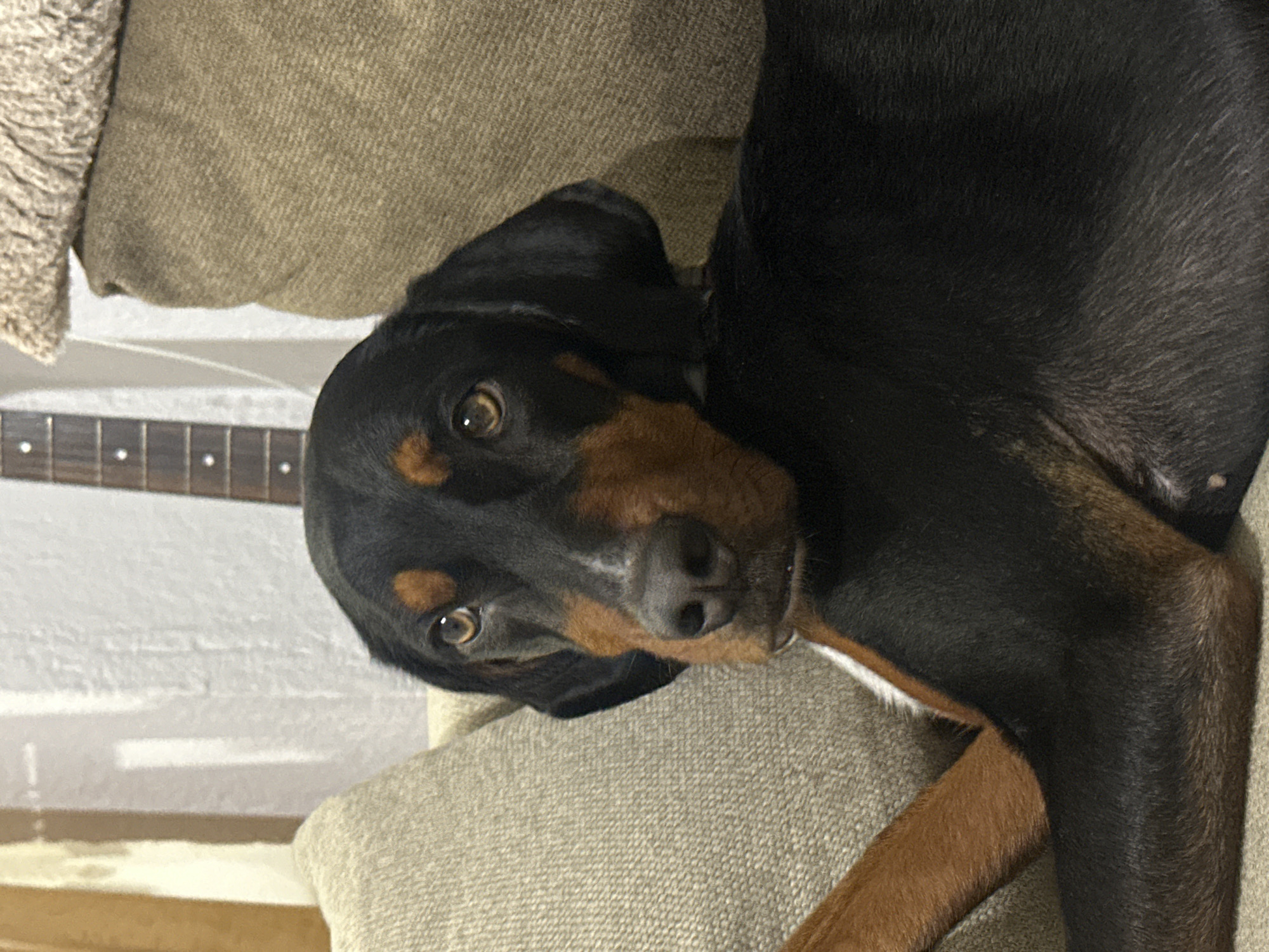 A black and tan dog, likely a Dachshund or mixed breed, lies on a light beige sofa. The dog's head is turned to the left, and its eyes are looking forward. Its fur is short and appears to be well-groomed. The background is blurred, but a guitar neck is visible behind the dog. The image is well-lit, and the focus is on the dog. The overall impression is one of a relaxed and comfortable pet. The location is specified as Detelina, Bulgaria.