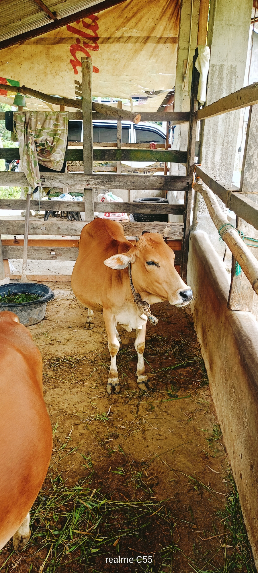 A light brown cow stands in a wooden pen with a dirt floor, its head turned to the right. The cow is tethered by a rope around its neck. In the background, there are wooden planks, a trough filled with green grass, and a white vehicle. Part of another brown cow is visible on the left side of the frame. The pen has a corrugated metal roof with a yellowed tarp stretched underneath. The scene appears to be in Lhokseumawe, Indonesia, as indicated by the watermark "realme C55".