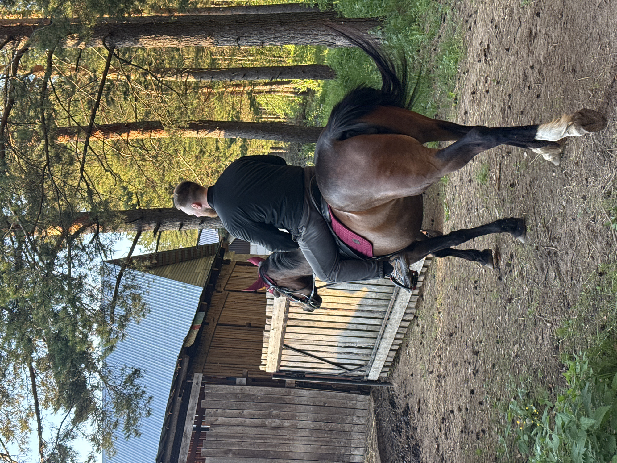 A person on horseback rides away from a wooden building with a corrugated metal roof, toward a forest. The rider, wearing a black shirt and grey pants, is positioned in the center of the frame, facing away from the camera. The horse, a bay with black legs and a white sock on its right hind leg, has red ear bonnets. The building and a wooden fence are to the left, with trees forming the background. The ground is covered in dirt and pine needles. The image appears to be taken during daylight, with sunlight illuminating the scene. The location is identified as Chaikovsky, Russia.
