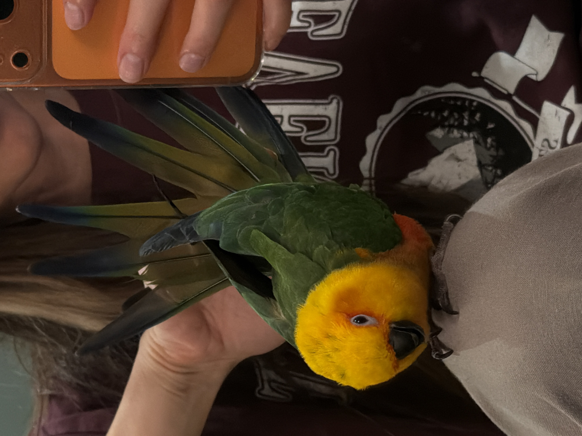 A person holds a bright yellow and green sun conure parrot. The parrot is clinging to the person's light gray fabric-covered arm with its claws. The person is holding an orange smartphone with their fingers resting on it. They are wearing a dark maroon t-shirt. The photo's location is unknown and cannot be determined from the information available in the image.