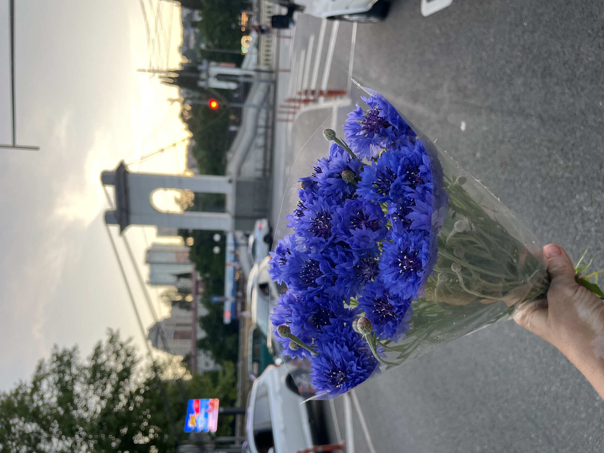 A close-up shot features a bouquet of bright blue cornflowers, their petals delicately arranged and wrapped in clear cellophane. The flowers are held by a hand visible at the bottom of the frame, with a portion of the forearm also in view. The background suggests an urban environment in Sochi, Russia, with a bridge and buildings discernible. A traffic light glows red in the distance, and a pedestrian crossing is marked on the asphalt road. The sky is overcast with a warm, golden hue, hinting at either sunrise or sunset. Cars and trees are visible in the mid-ground, blurred due to the focus on the flowers.
