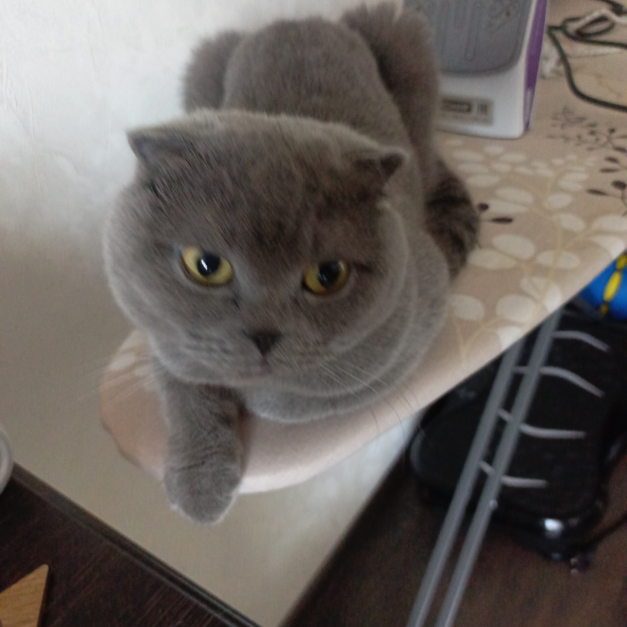 A medium shot captures a gray Scottish Fold cat, perched atop a surface with a beige floral pattern. The cat's yellow eyes are distinctly visible, and it appears to be gazing directly at the camera. A section of a dark wooden surface is visible in the lower left corner of the frame. A white object with a purple accent, likely a small appliance, sits on the surface to the cat's right. A black, corded object, possibly electronic, is positioned near the appliance. The location is an indoor setting, city and location details unknown.