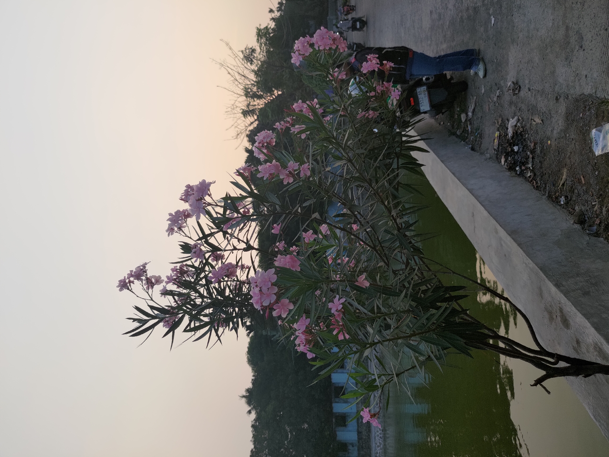 The image depicts a serene outdoor scene near a body of water, likely a pond or lake, on the outskirts of Depok, Indonesia. In the foreground, a flowering plant with delicate pink blossoms and long, slender leaves is prominently featured, its branches reaching towards the sky. To the right of the plant, a person stands next to a parked motorcycle, their back to the camera. The person is wearing a dark jacket, blue jeans, and light-colored shoes.
The environment suggests a public space, possibly a park or a pathway alongside the water. A concrete embankment separates the water from a dirt path. The path is littered with small debris, including plastic bags and other refuse, indicating human presence and activity. In the background, a dense line of trees forms a natural backdrop, separating the scene from what appears to be a modest, blue-tinted building structure. The sky is a soft gradient of orange and pale yellow, suggesting either dawn or dusk. The presence of motorcycles in the middle ground and background hints at local transportation methods. The overall impression is one of a quiet, perhaps slightly neglected, but naturally beautiful corner of the city.