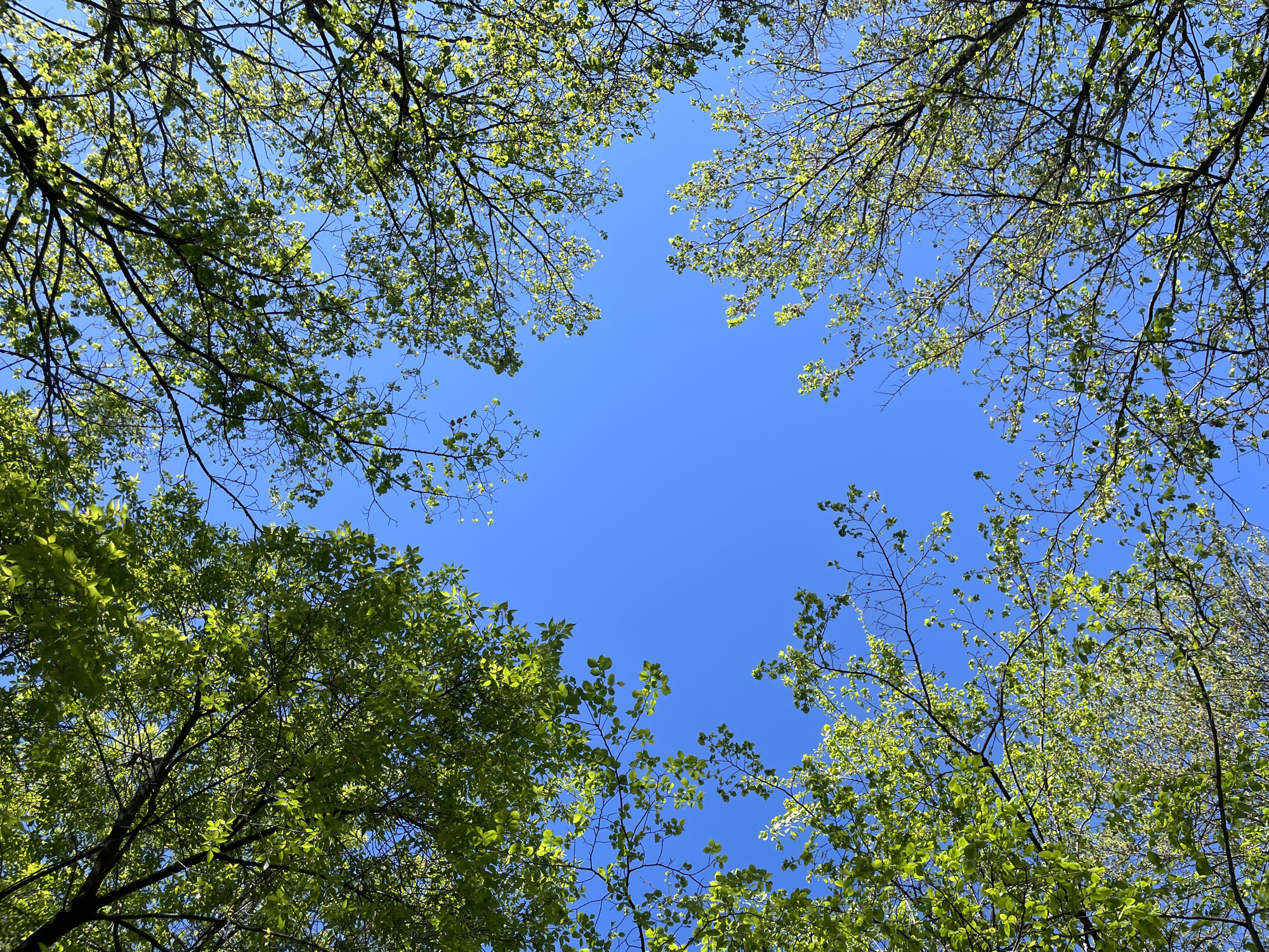 This media file captures an upward view into the canopy of trees, revealing a clear, bright blue sky at its center. The image is dominated by the contrasting vibrant green leaves and dark branches of the trees, which frame the central expanse of sky. The leaves appear fresh and newly unfurled, suggesting the season is spring or early summer. Sunlight illuminates the foliage, indicating a sunny, clear daytime. The branches crisscross the frame, creating a natural, organic pattern against the uniform blue background. There are no people, objects of human origin, or specific activities visible. The scene depicts a peaceful natural setting, likely a forest or park, located in Zheleznogorsk, Russia. No text is visible in the image.